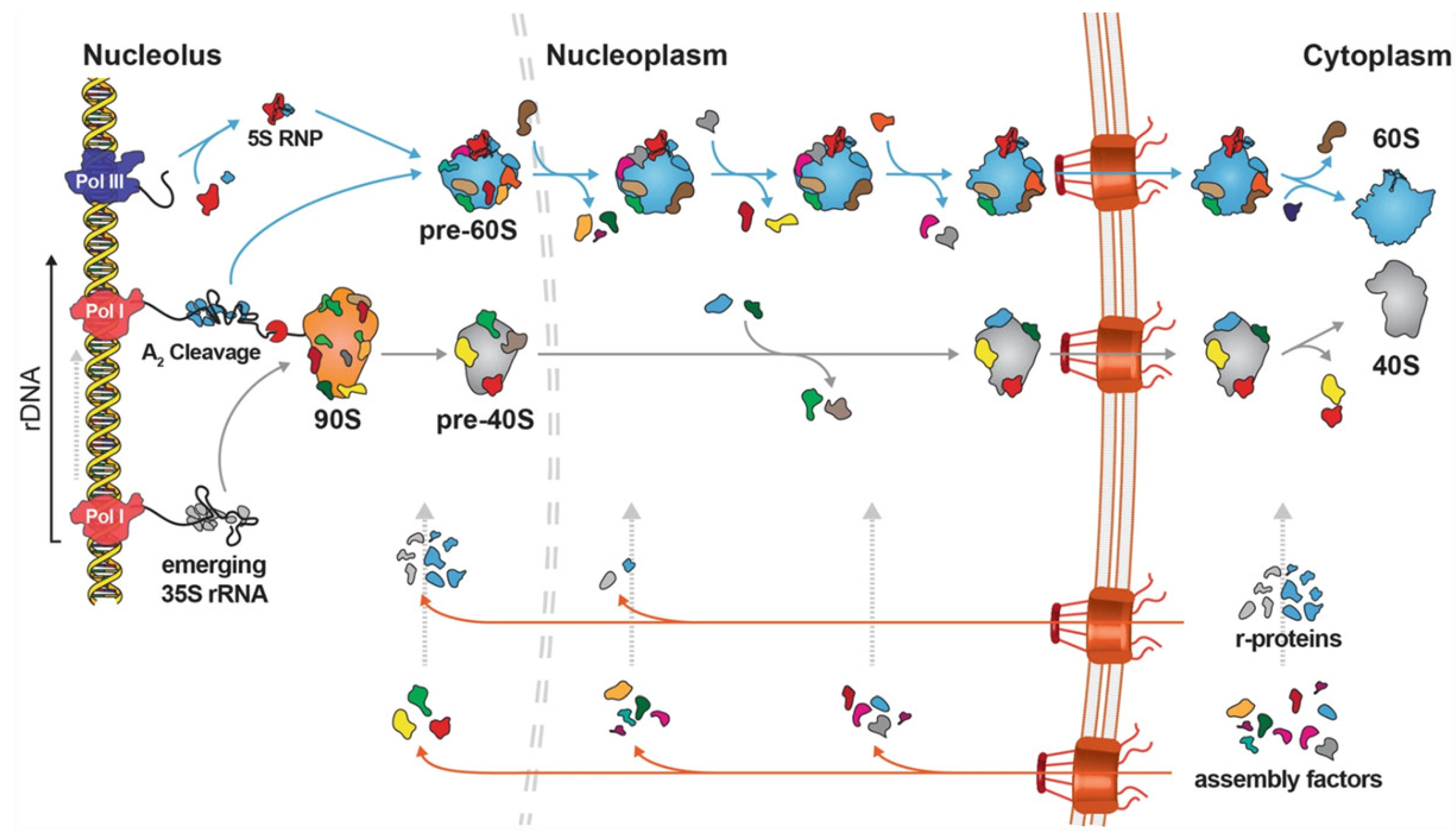 Epigenomes | Free Full-Text | Ribosomal Biogenesis and Heterogeneity in Development, Disease, and Aging