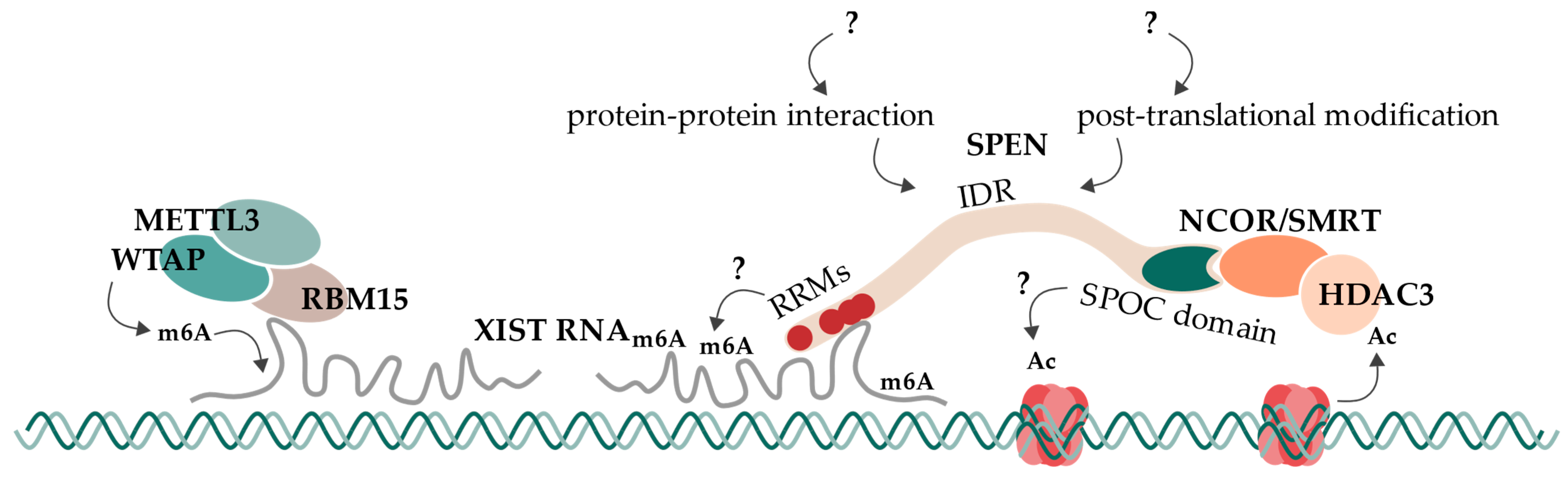 Epigenomes 07 00028 g004 Epigenomes 07 00028 g004