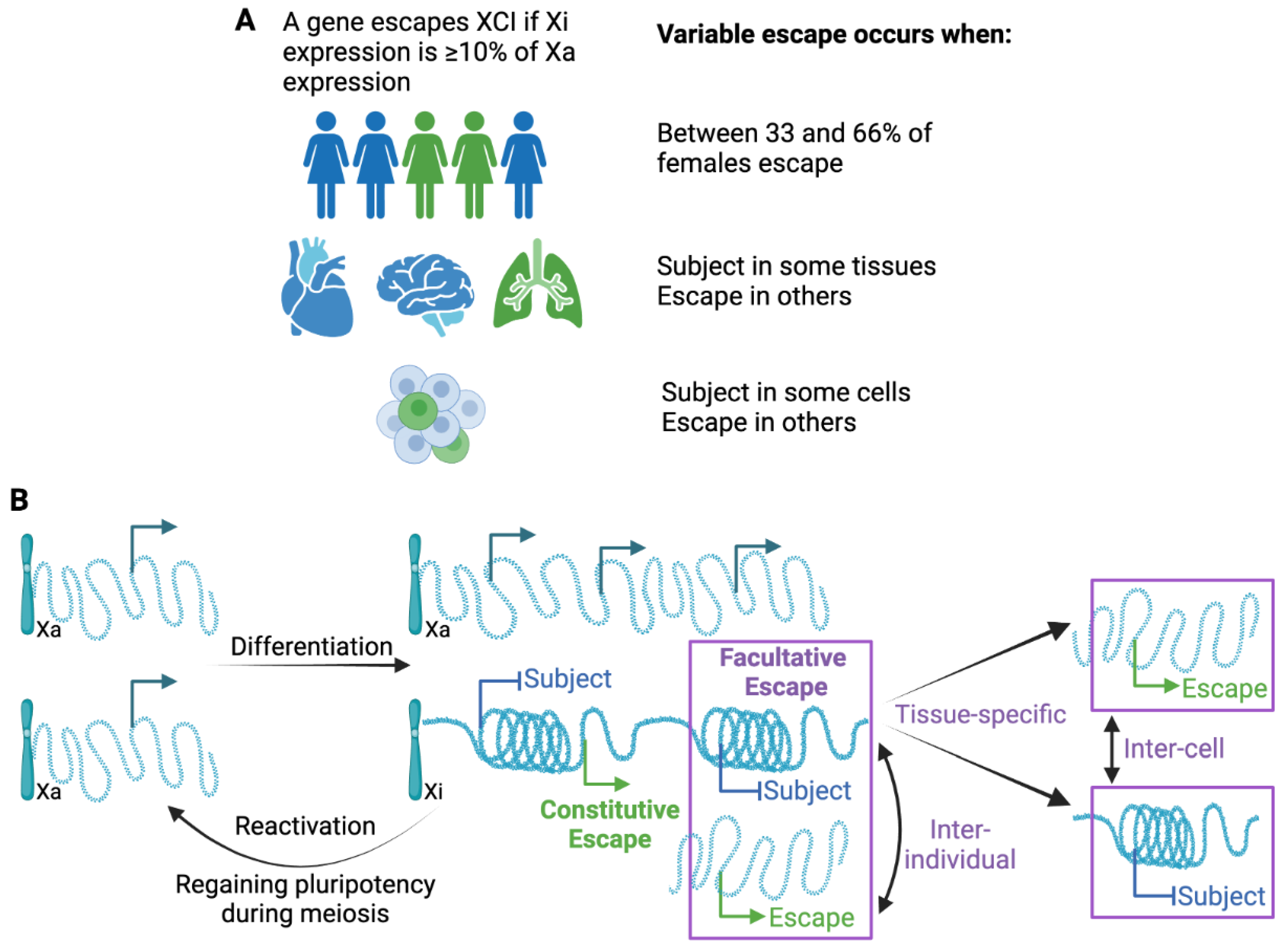 Genes that Escape Silencing on the Second X Chromosome May Drive Disease