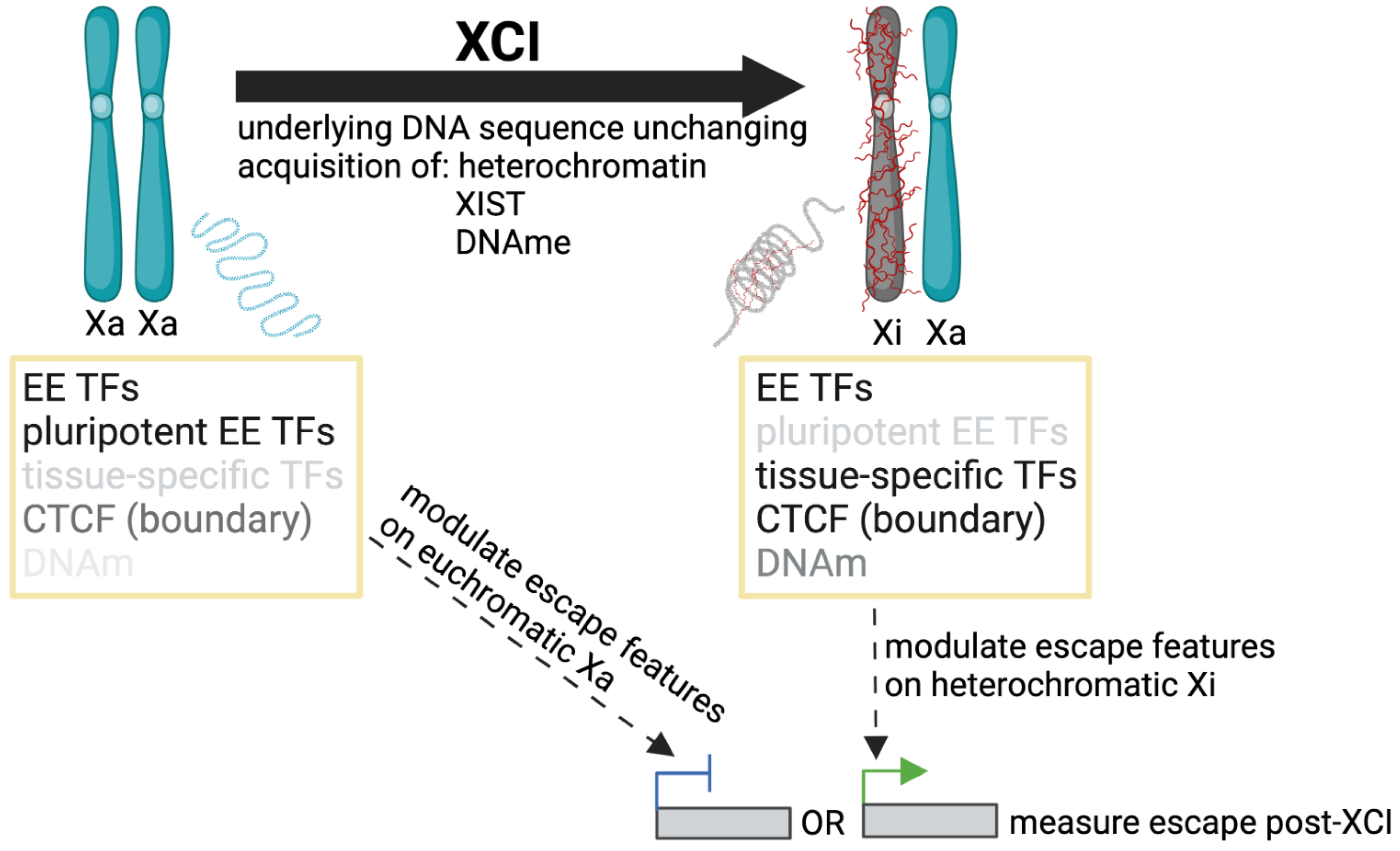 Genes that Escape Silencing on the Second X Chromosome May Drive Disease