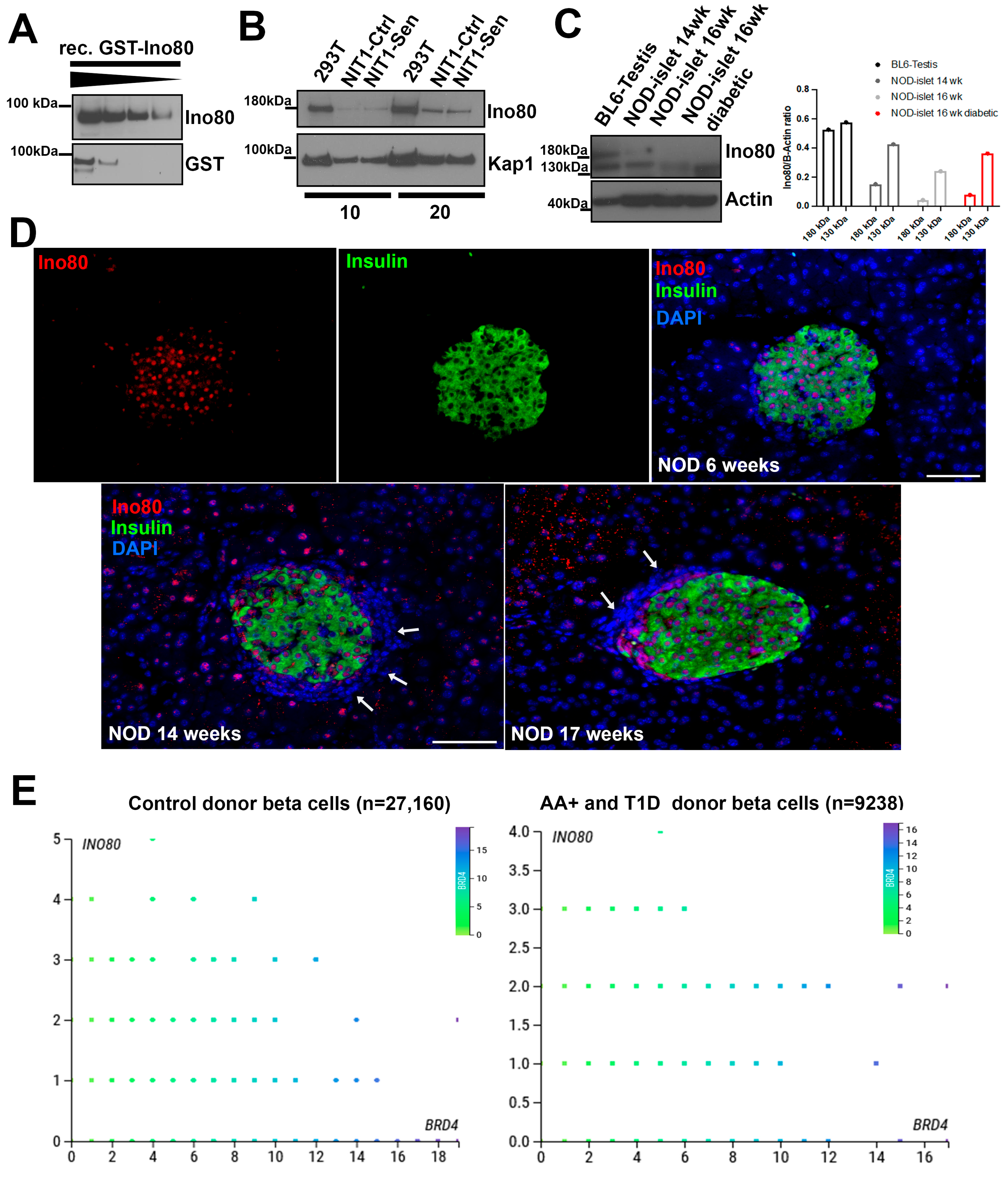 Epigenomes 08 00010 g002