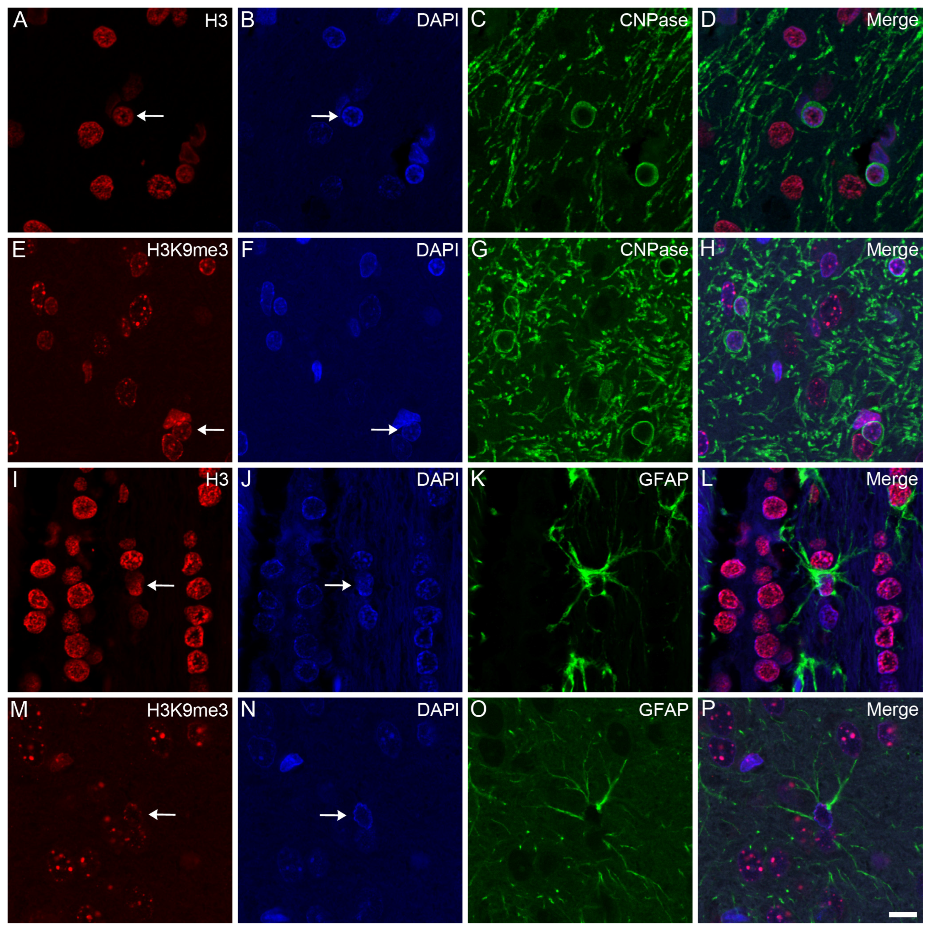 Epigenomes 08 00011 g002 Epigenomes 08 00011 g002