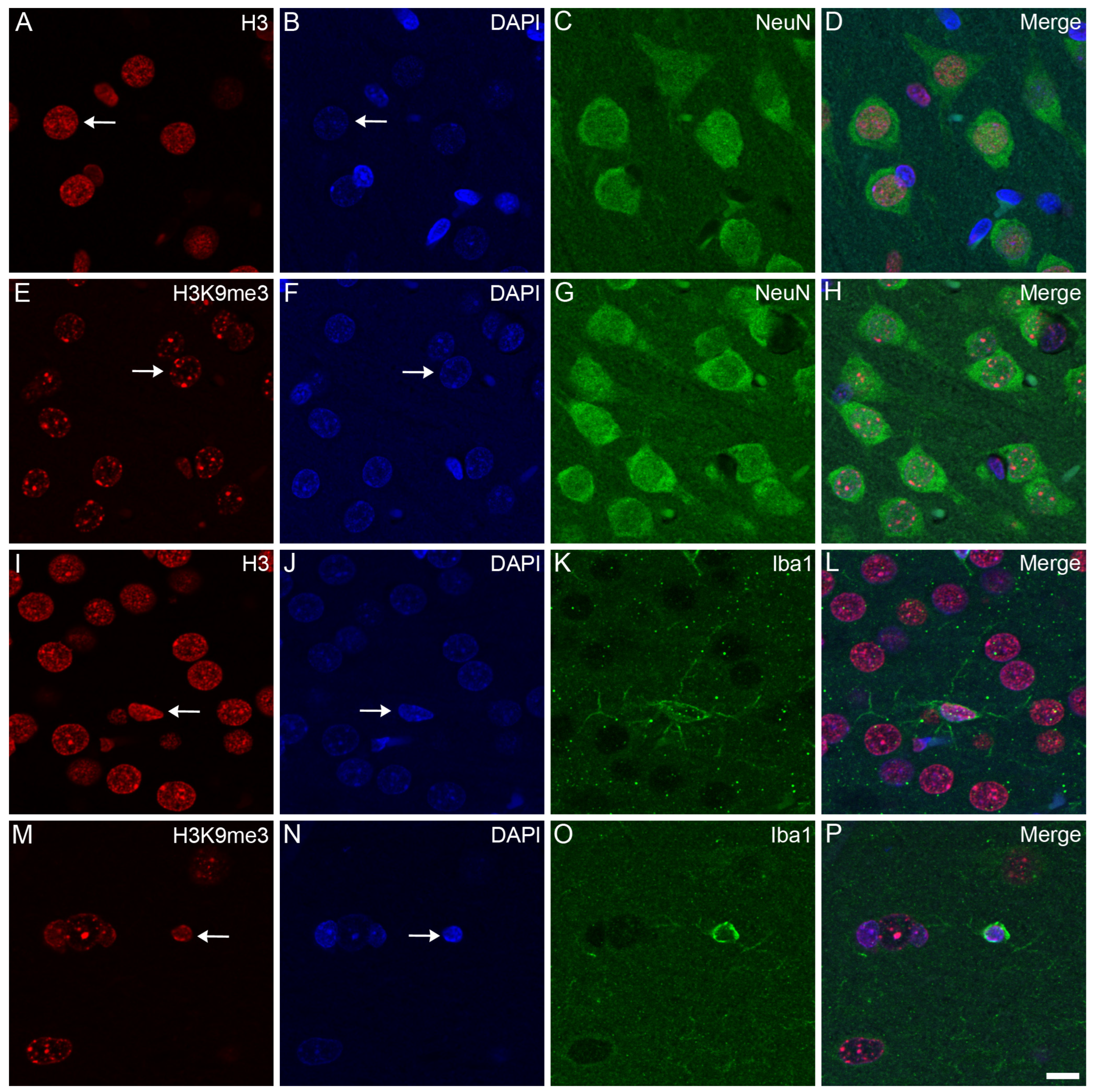 Epigenomes 08 00011 g003 Epigenomes 08 00011 g003