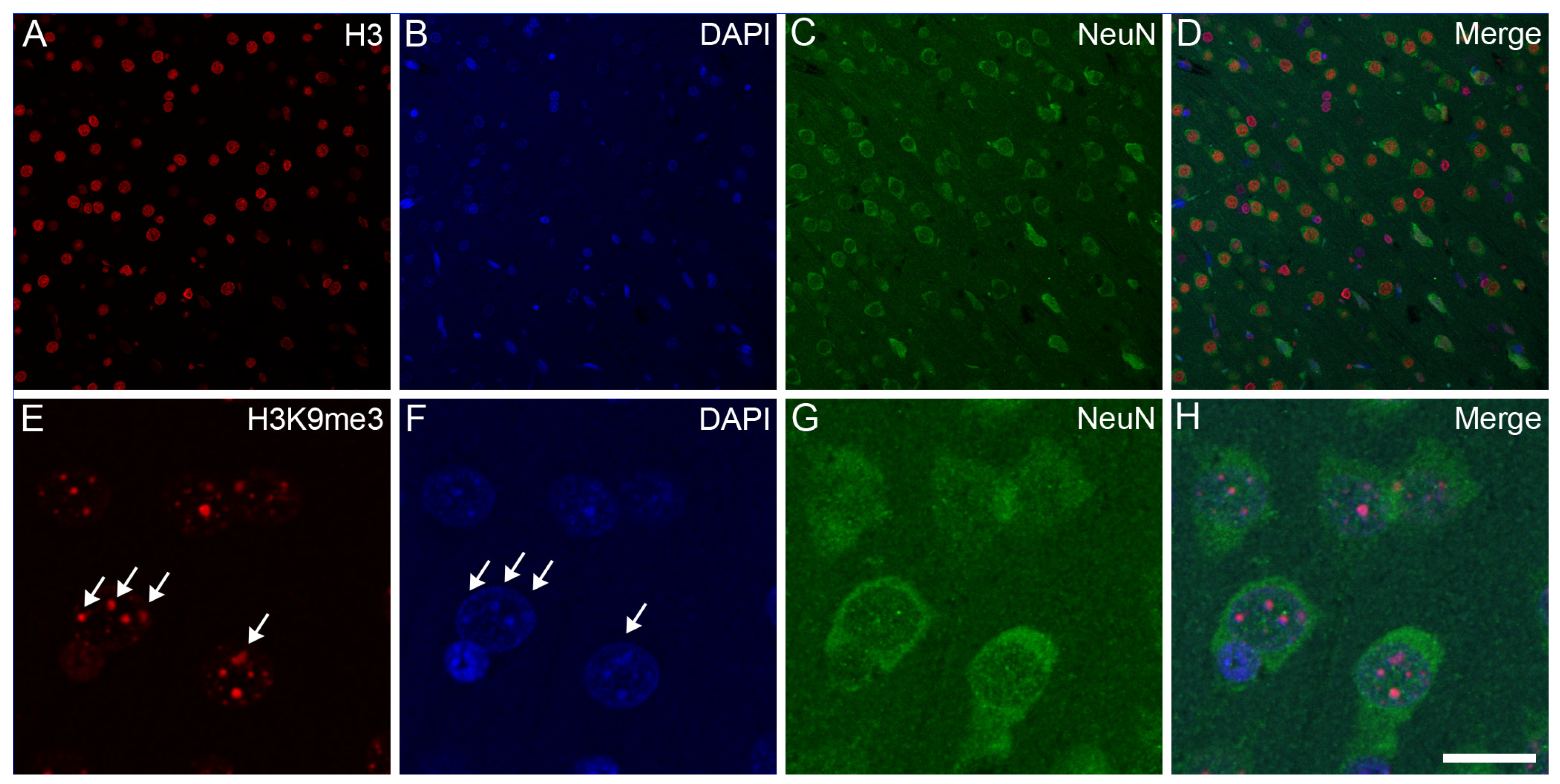 Epigenomes 08 00011 g004 Epigenomes 08 00011 g004