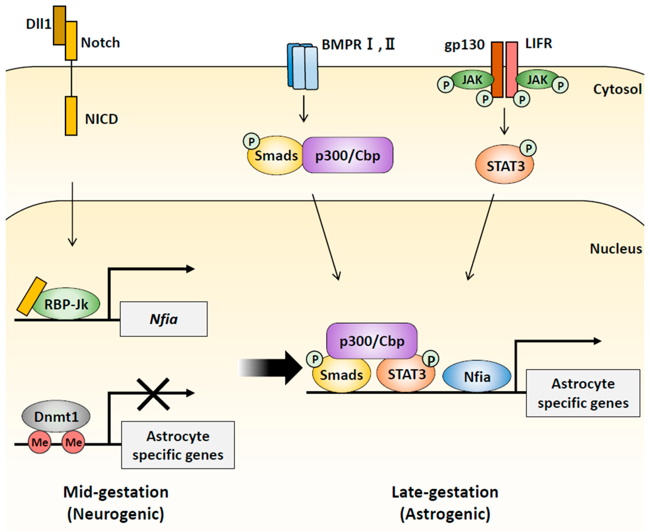 Epigenomes 08 00022 g002