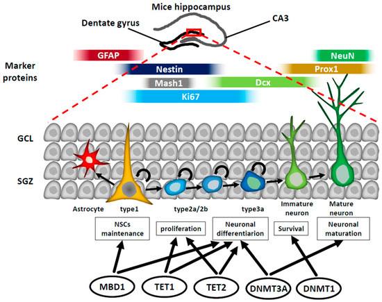 Epigenetic Regulation of Neural Stem Cells in Developmental and Adult ...