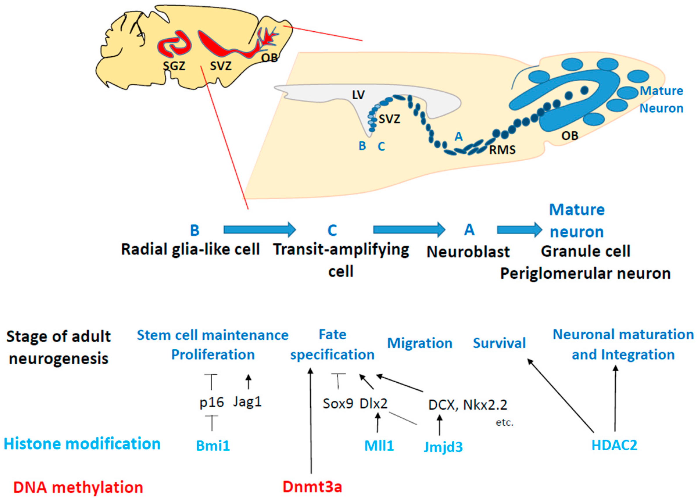 Epigenomes 08 00022 g004