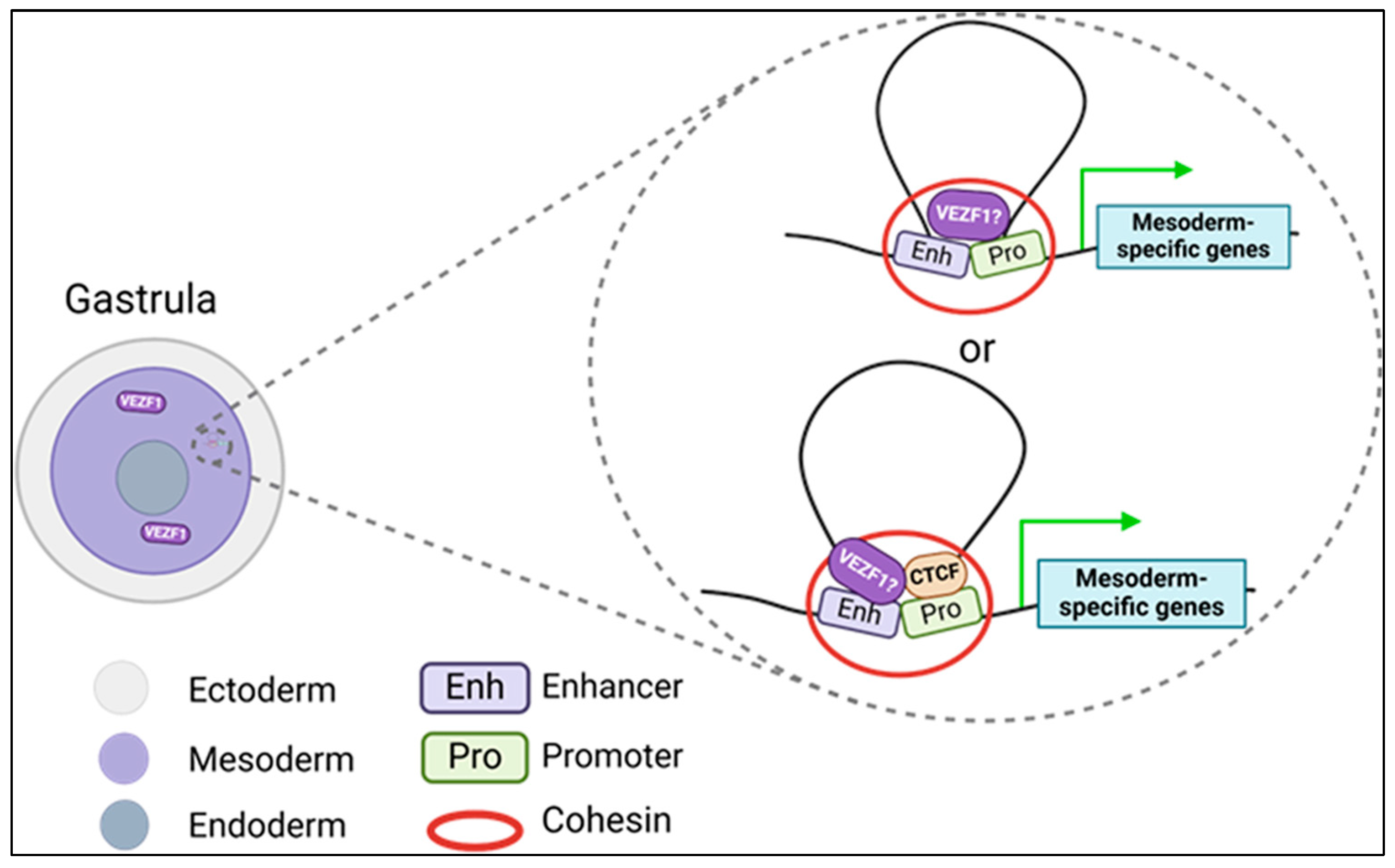 Epigenomes 08 00025 g003