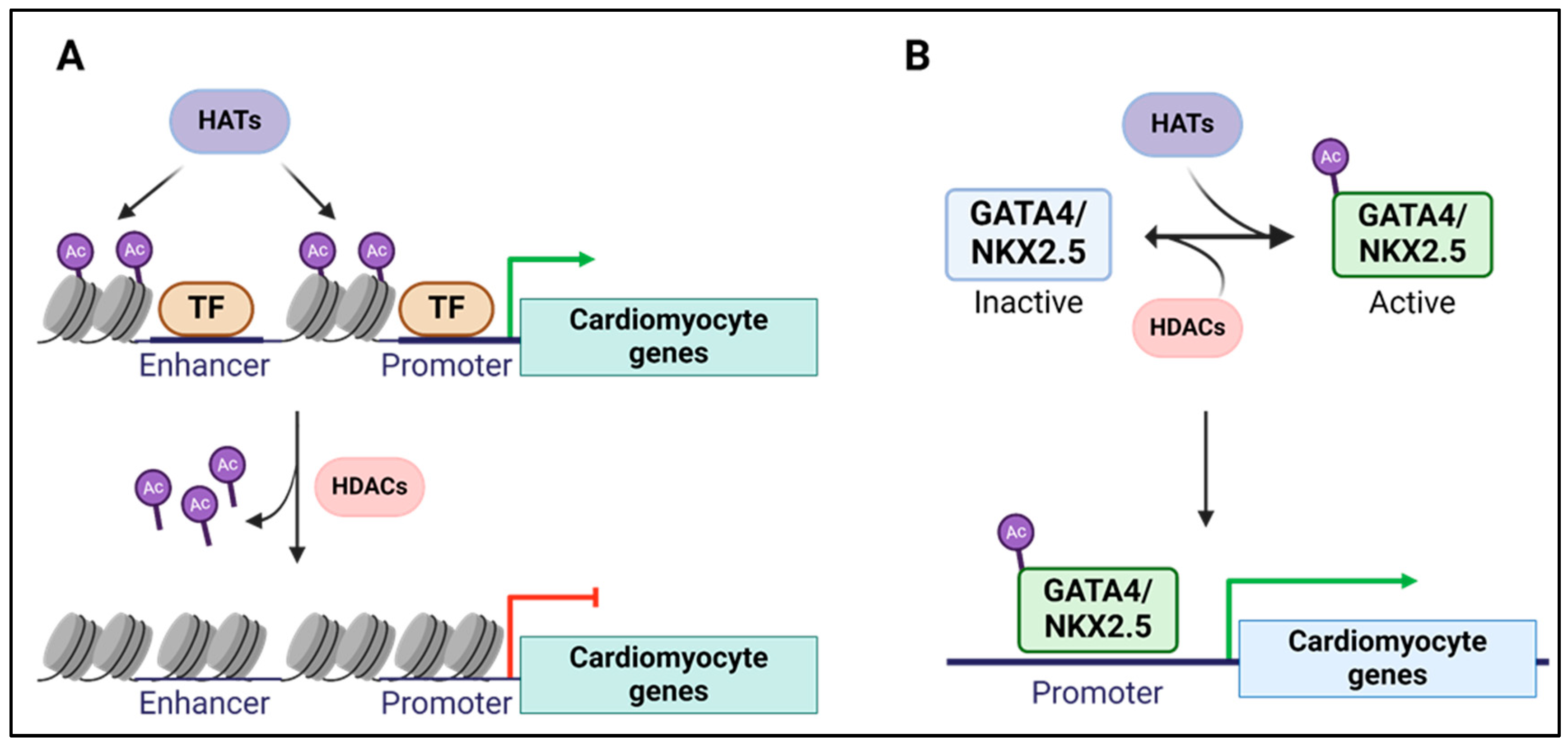 Epigenomes 08 00025 g005