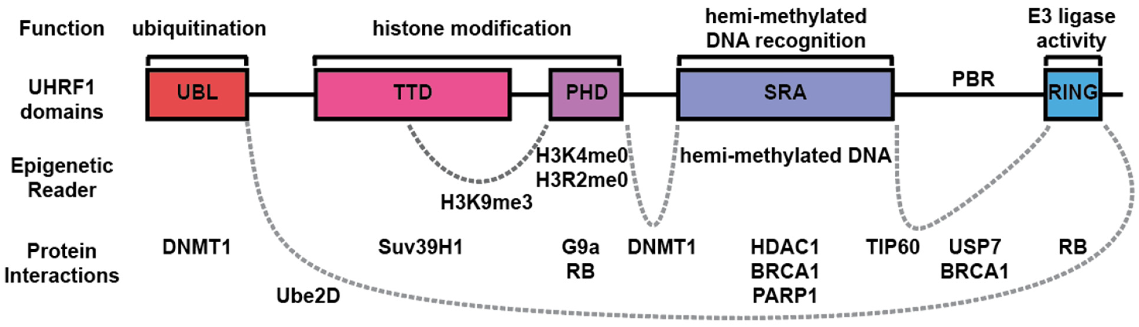 Epigenomes 08 00026 g001
