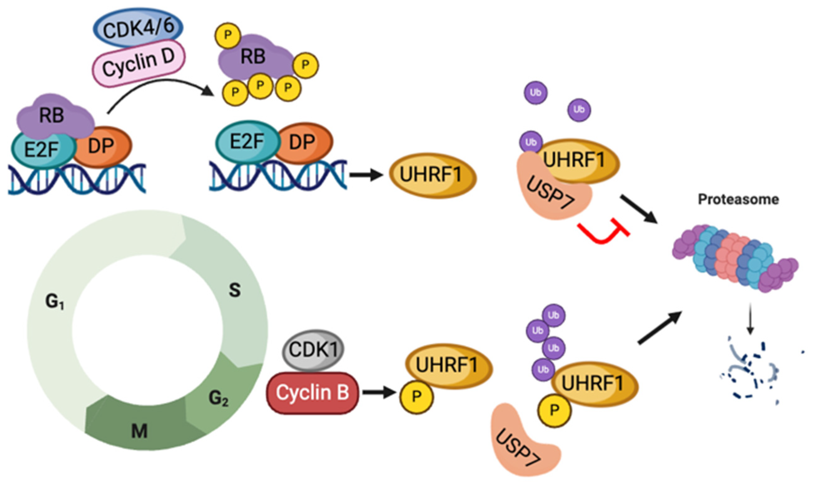 Epigenomes 08 00026 g002