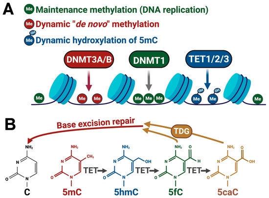 Irradiation and Alterations in Hippocampal DNA Methylation
