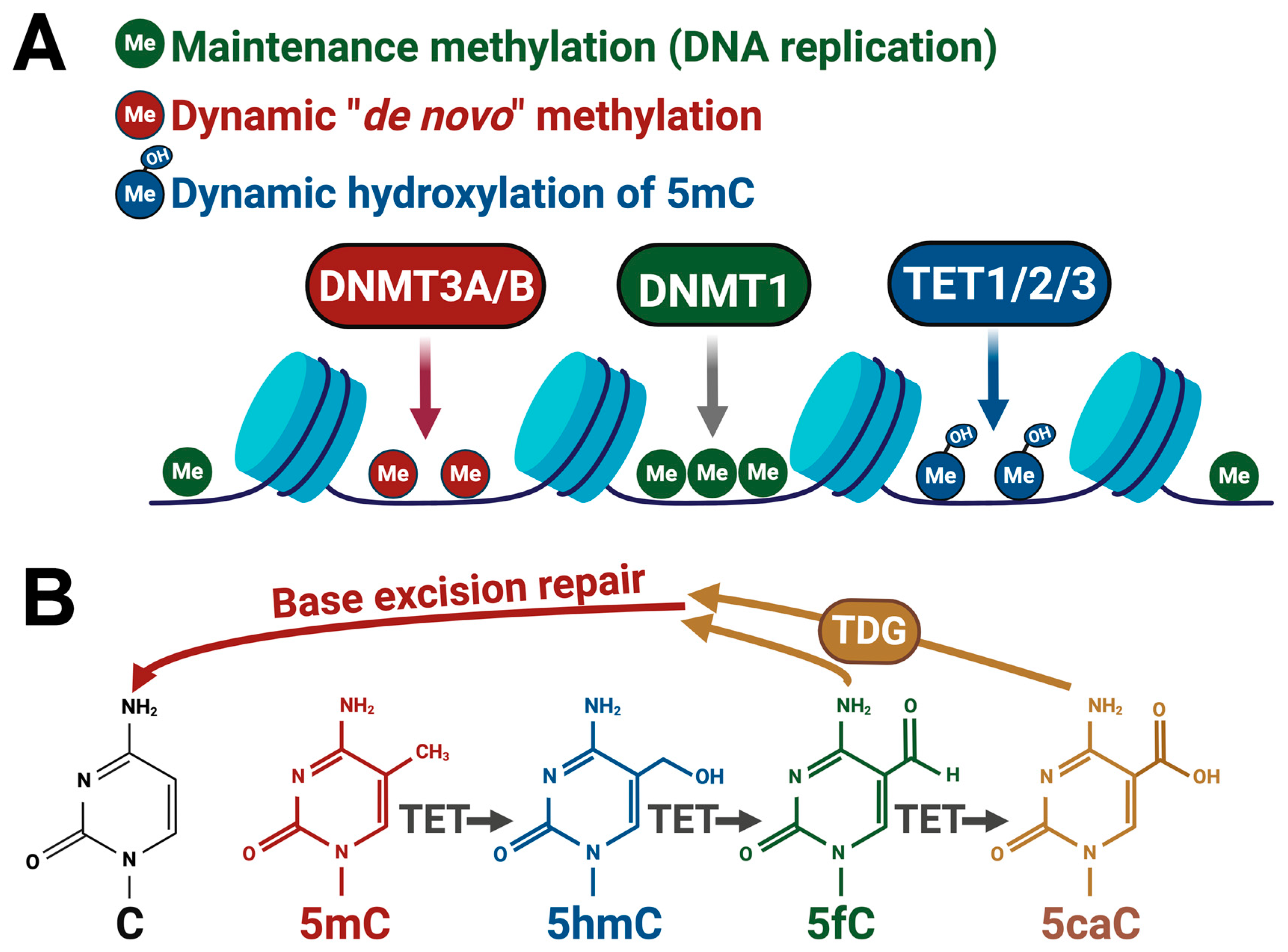 DNA Methylation in Lung Cancer: Mechanisms and Associations