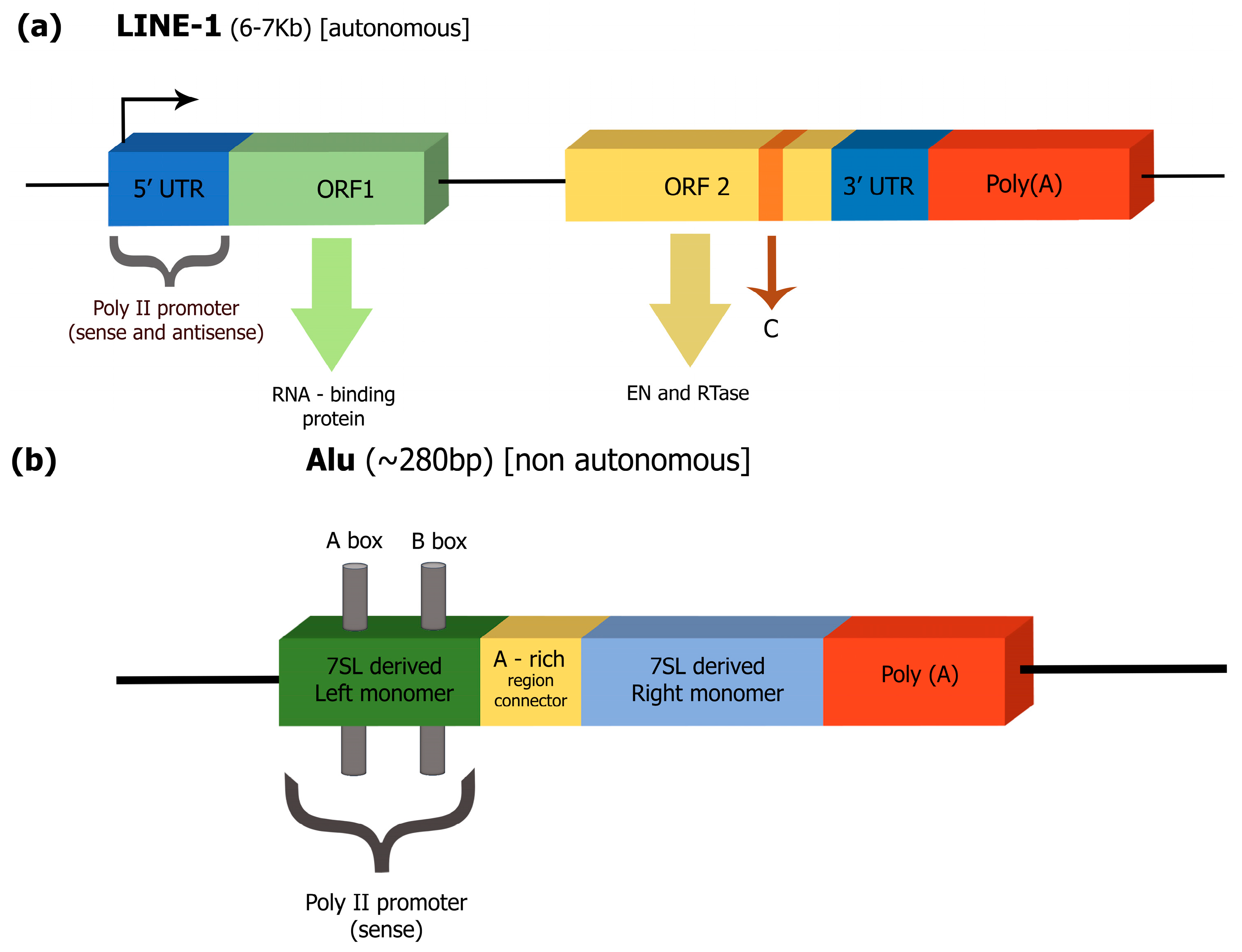 Epigenomes 08 00035 g001