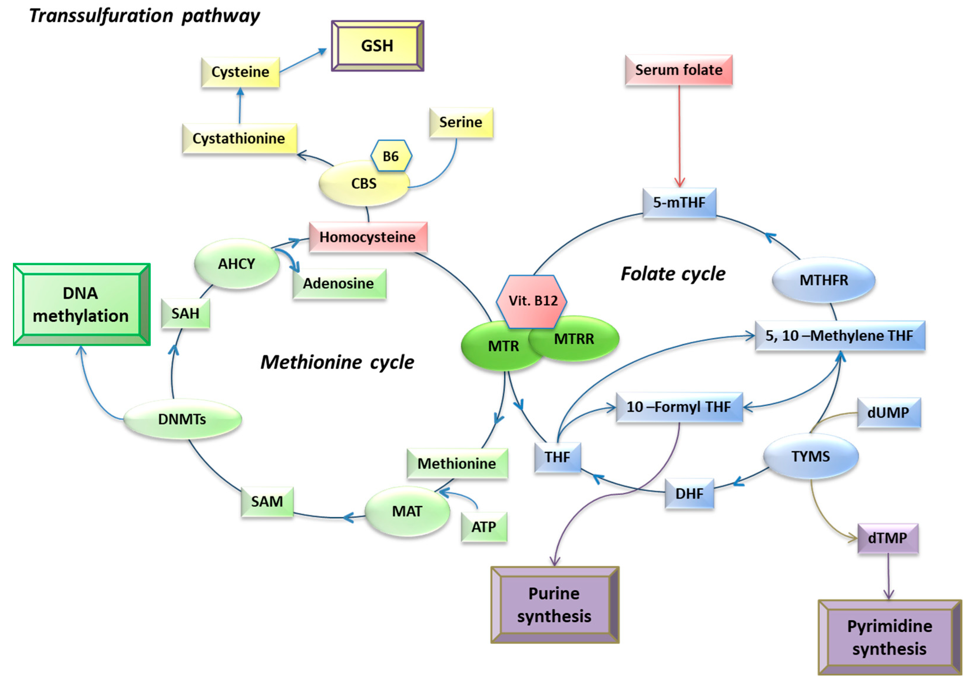 Epigenomes 08 00038 g001