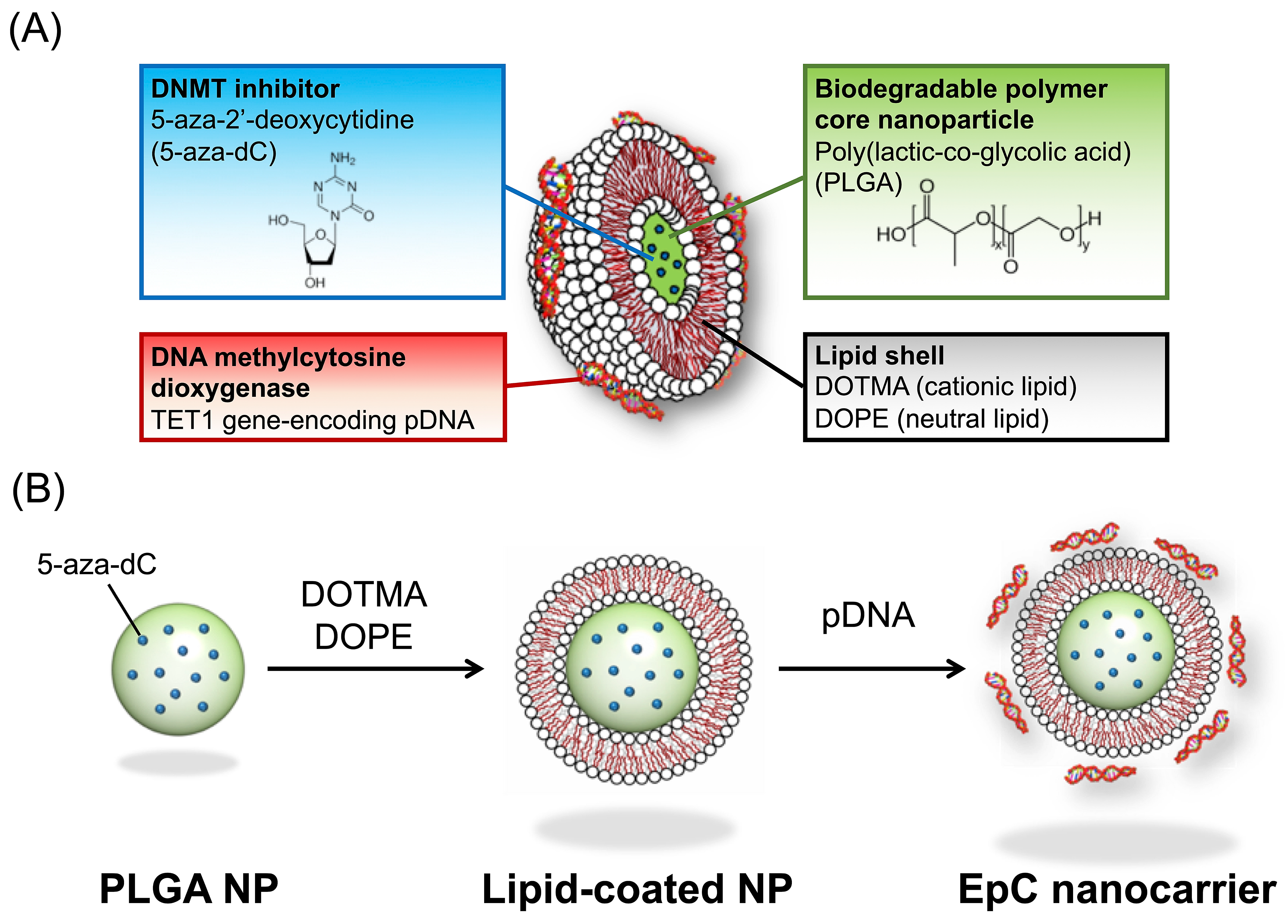 Epigenomes 09 00006 g001