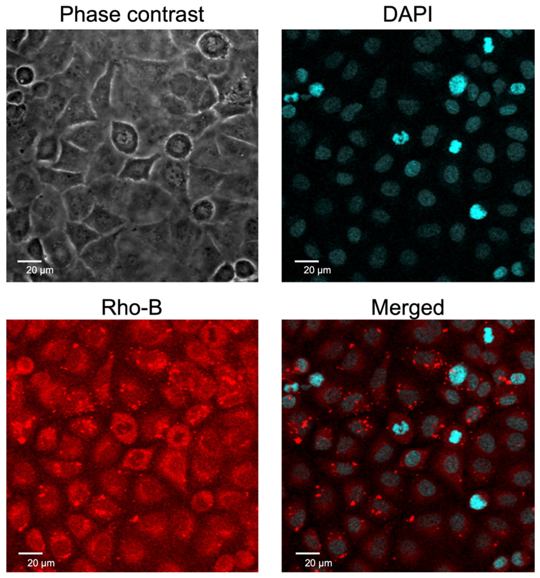 Epigenomes 09 00006 g003