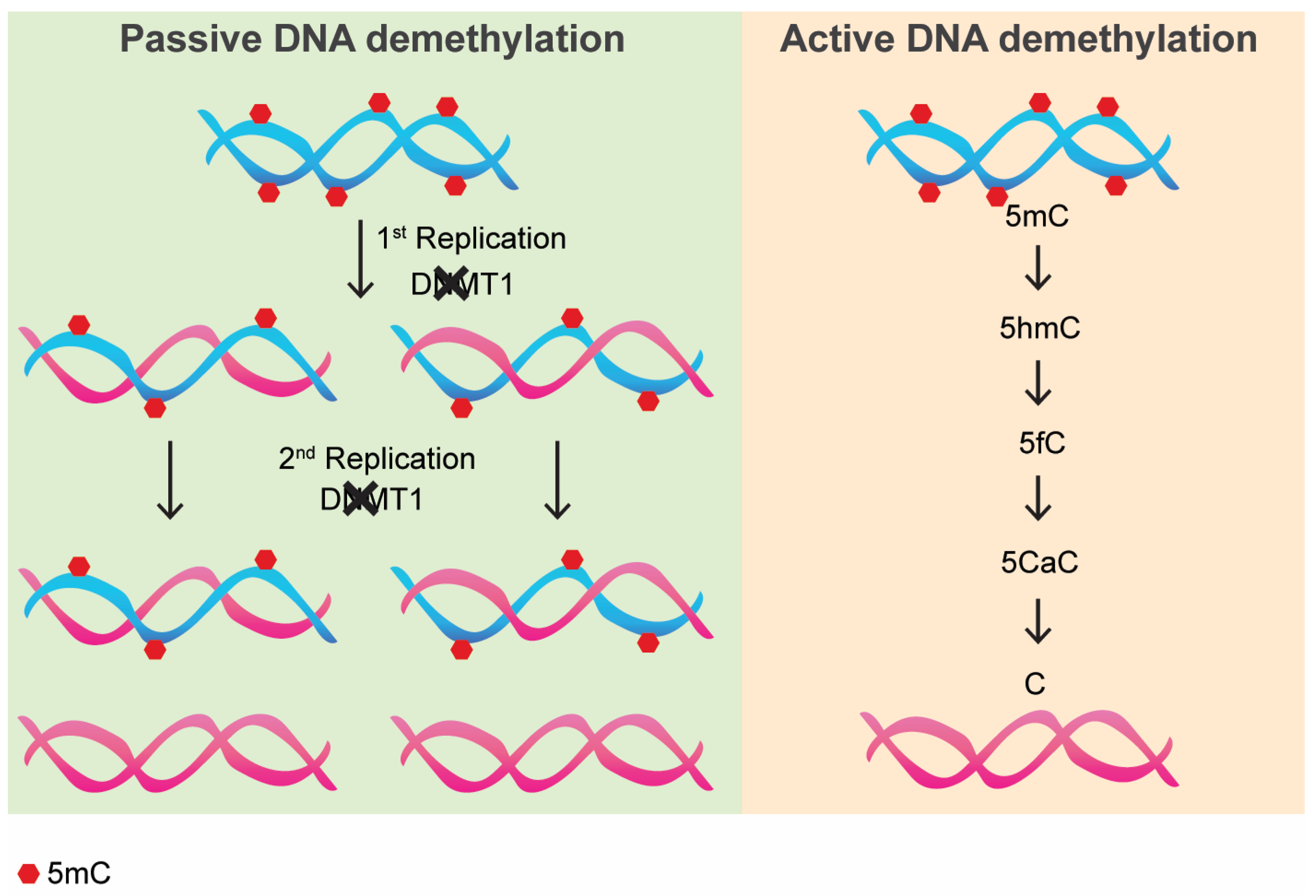 Epigenomes 09 00011 g001