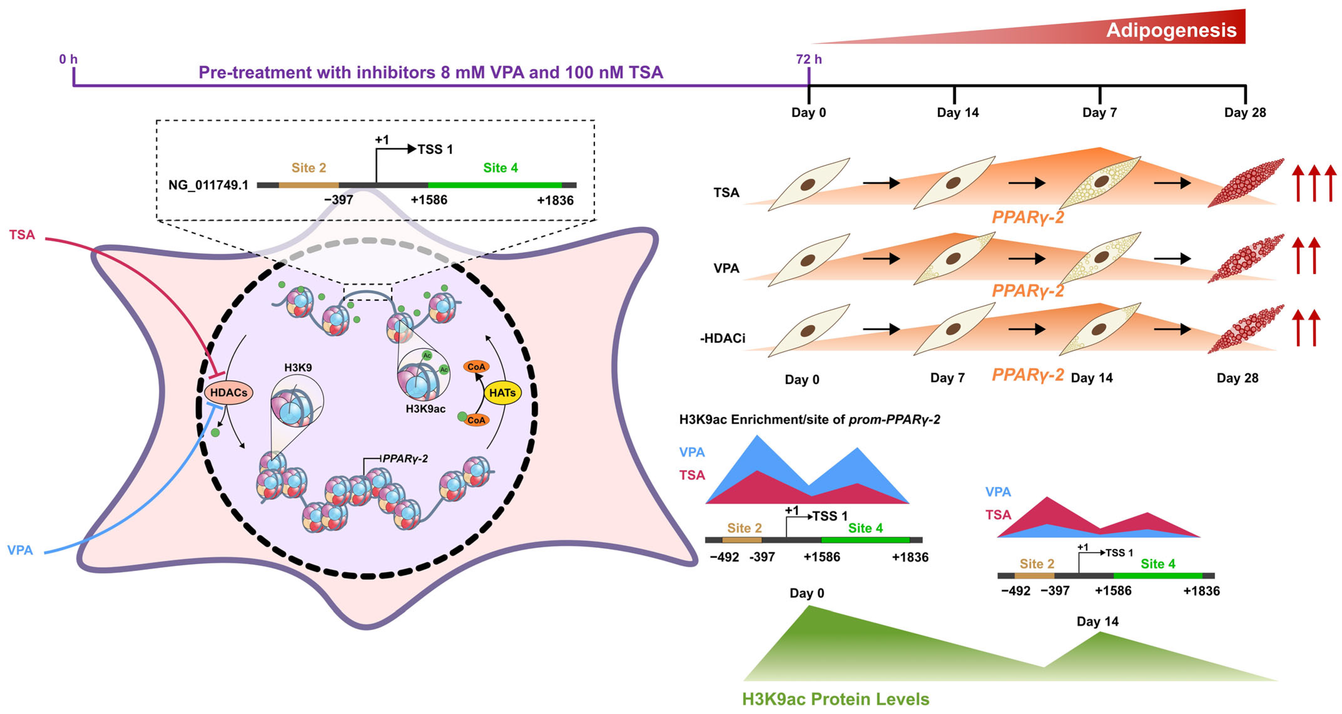 Epigenomes 09 00015 g006