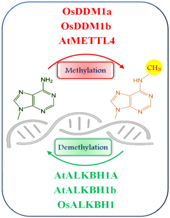 glutathione methylation block Dynamics and Malleability of Plant DNA During Abiotic Stresses Troy Vitamin B12 Injection