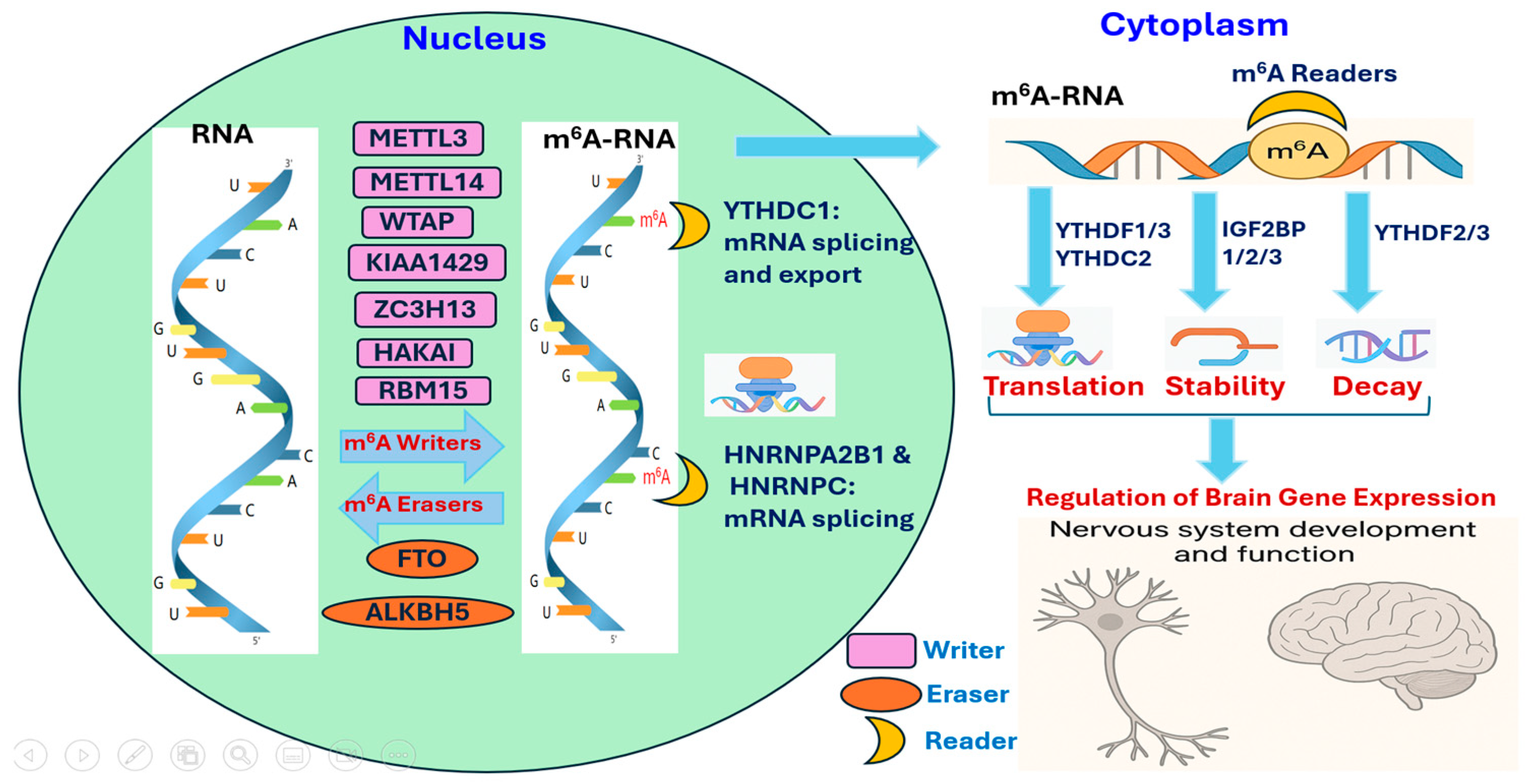 Epigenomes 09 00036 g001 Epigenomes 09 00036 g001
