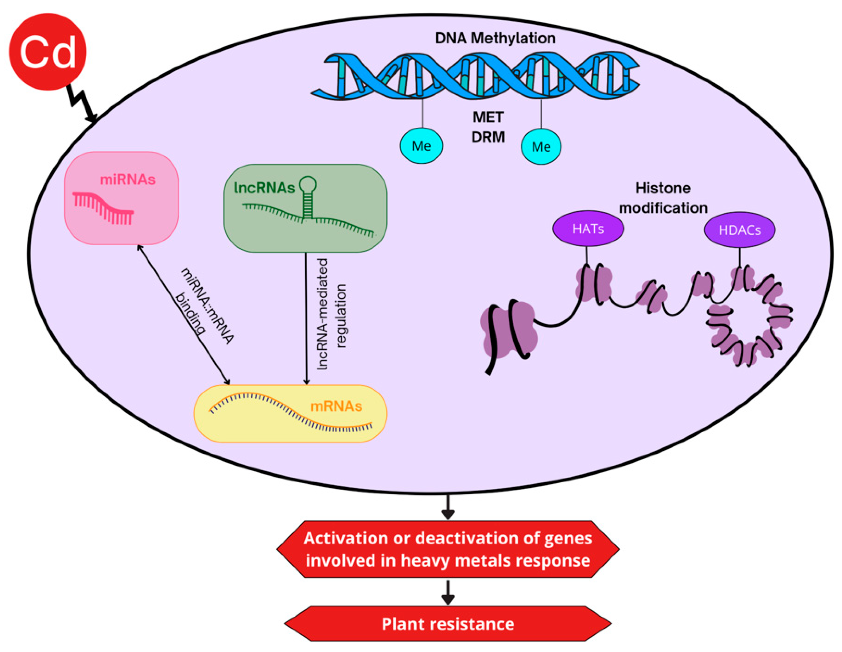 Epigenomes 09 00043 g002