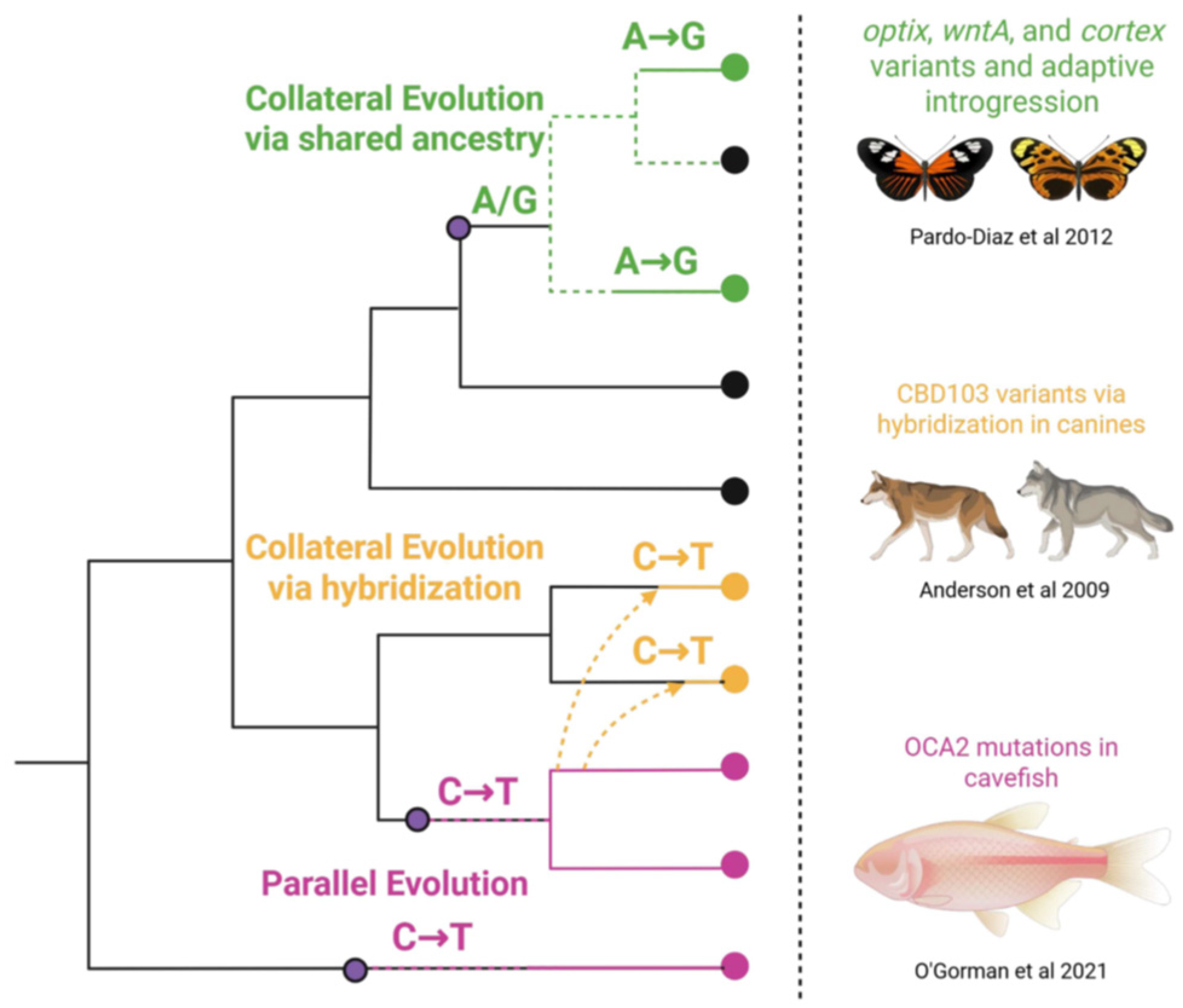 Epigenomes 09 00045 g001