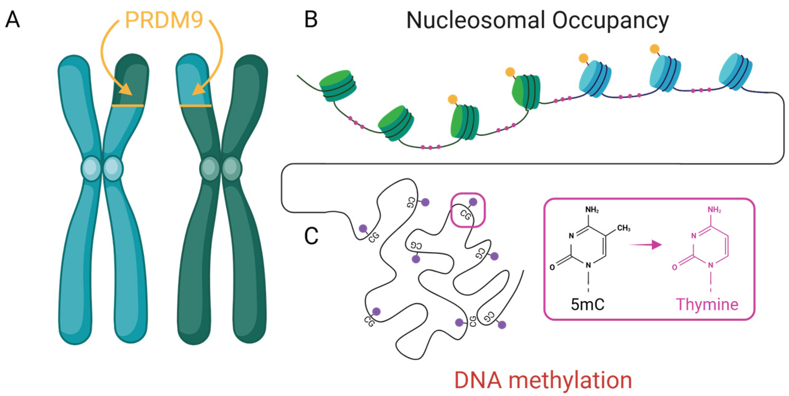 Epigenomes 09 00045 g002