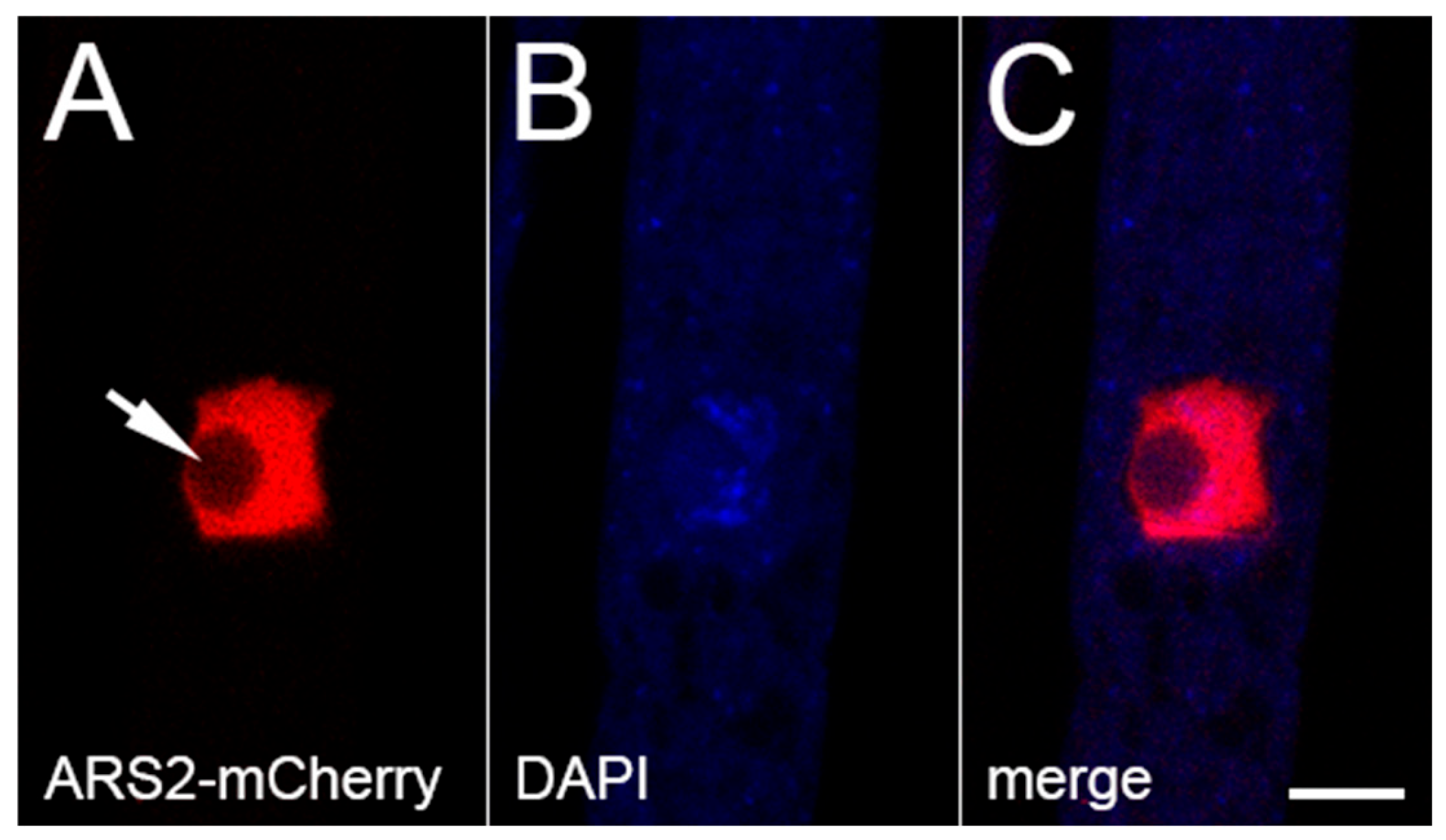 Epigenomes 10 00006 g004