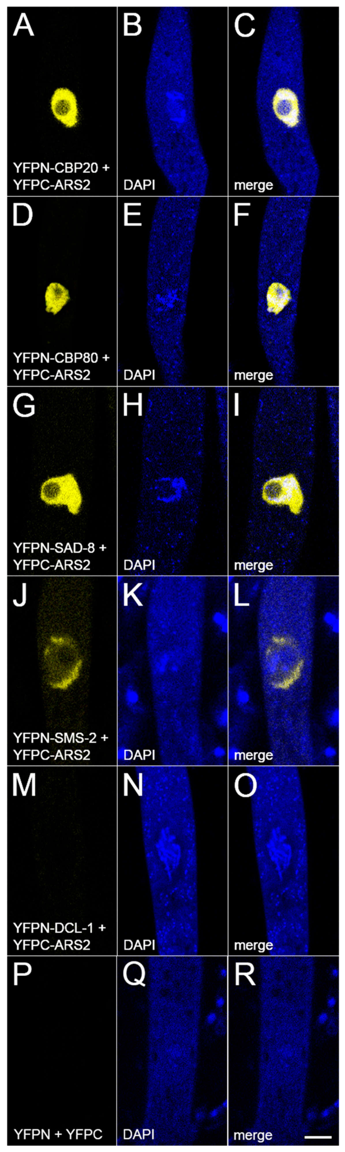 Epigenomes 10 00006 g005