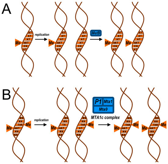 5mC and 6mA DNA Methylation in the Fungal Kingdom: From Genome