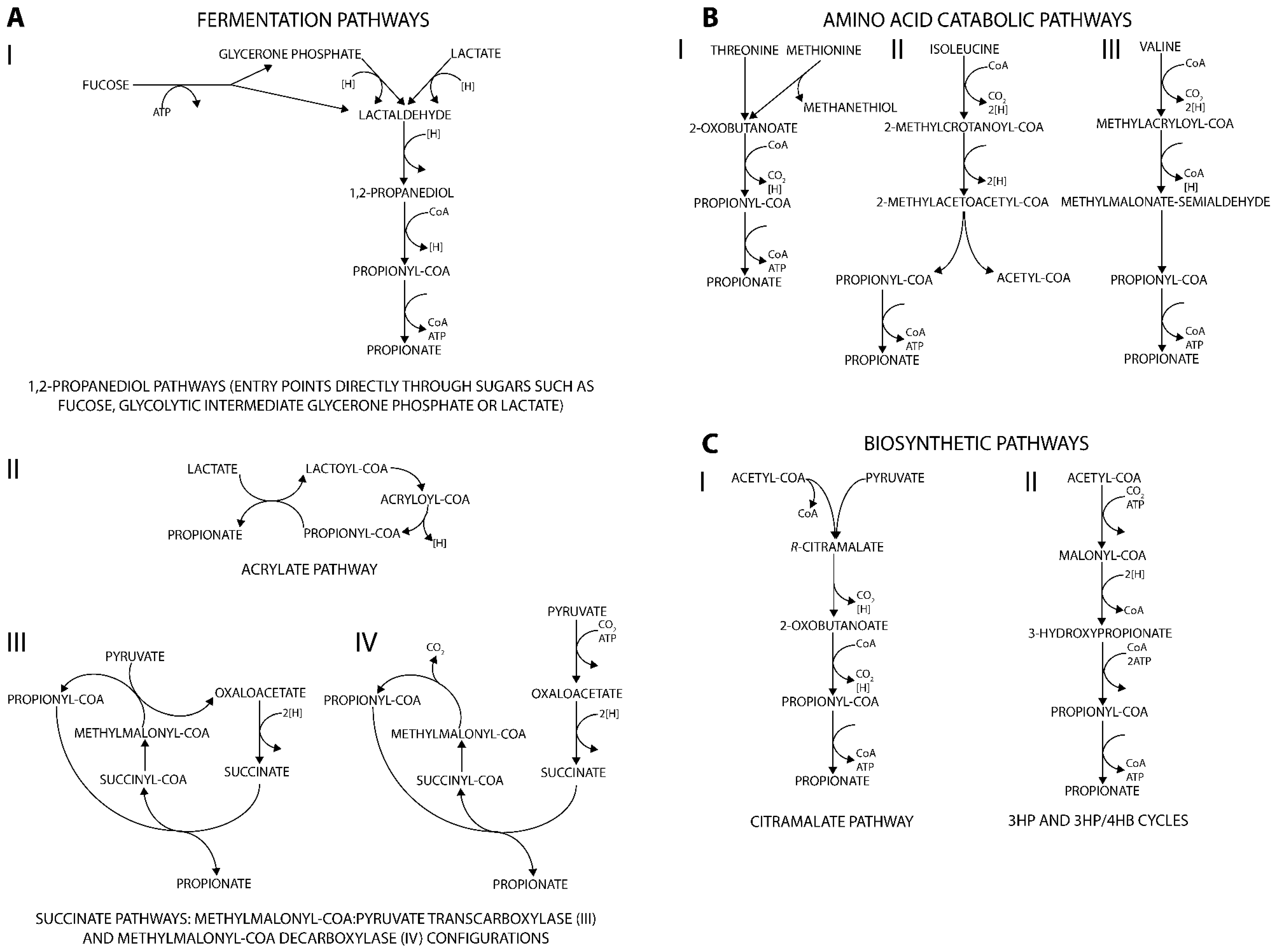 1 том 4 цикл 1. Синтез метионина и треонина. Гидроксипропионатный путь. Гидроксипропионатный цикл. Propionate fermentation Reactions.