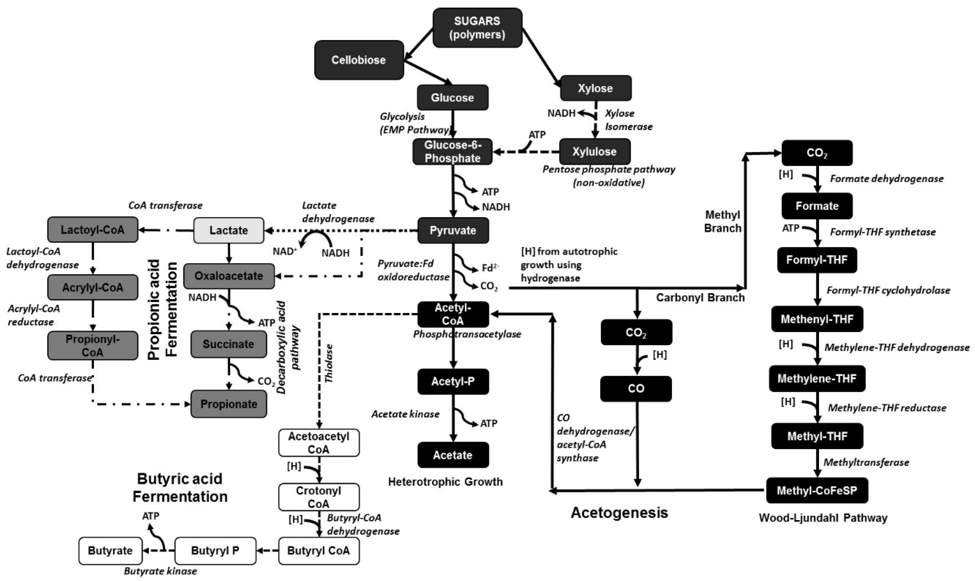 Fermentation 03 00022 g001