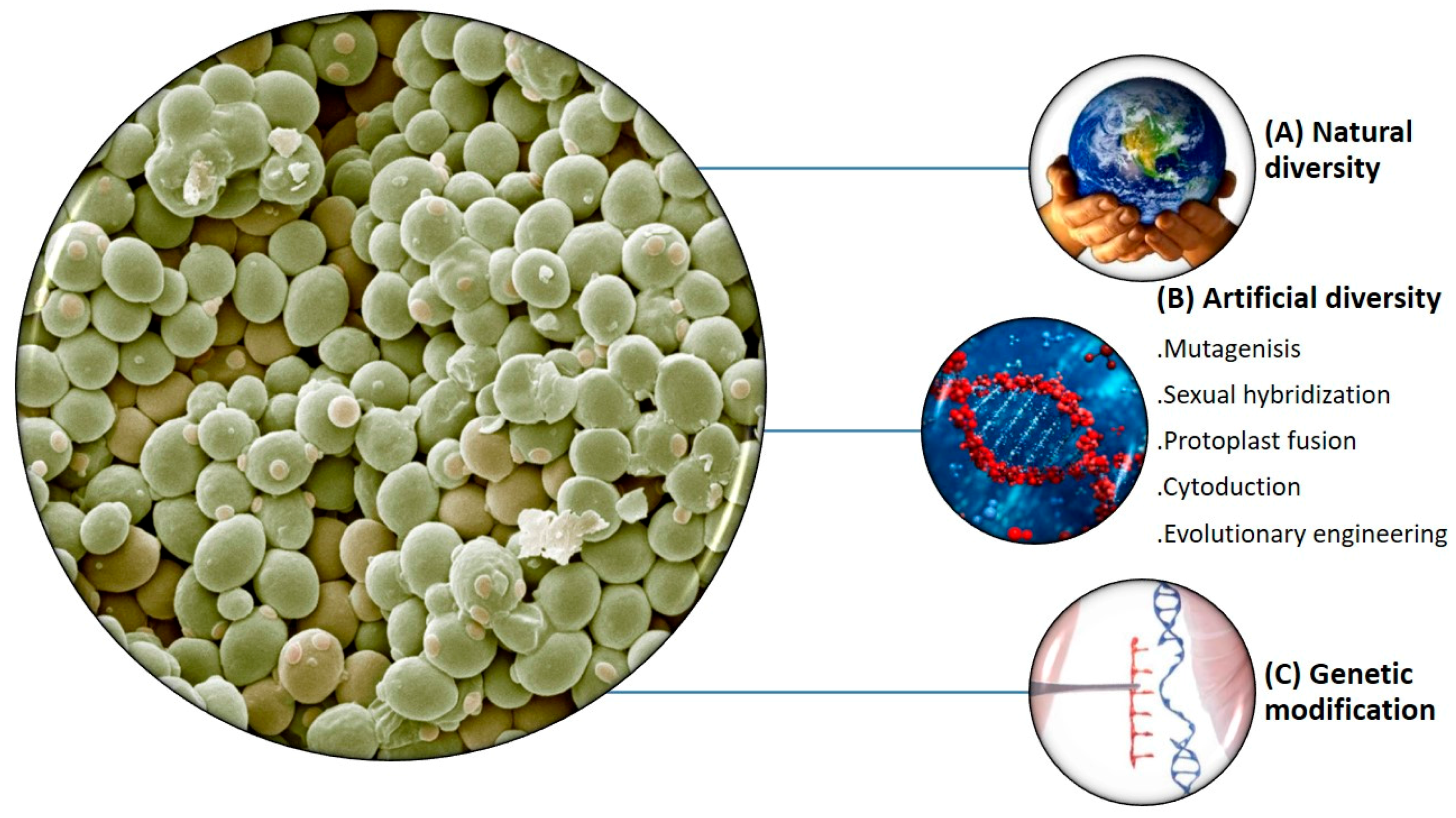 Fermentation 03 00051 g001 Fermentation 03 00051 g001