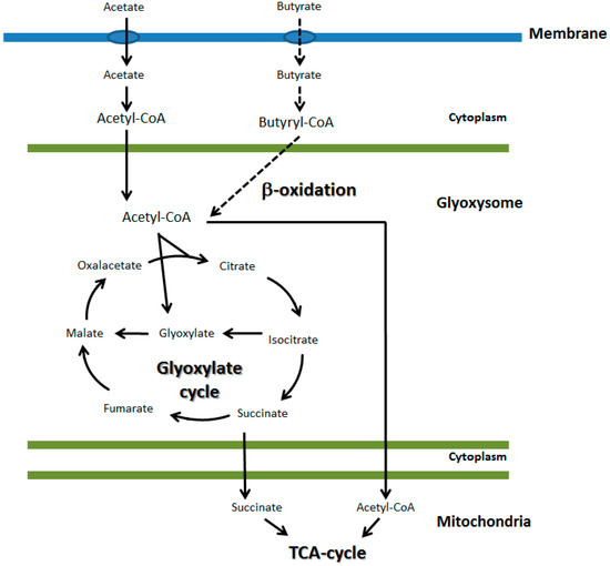 Fermentation Free FullText Utilization of Volatile Fatty Acids from Microalgae for the