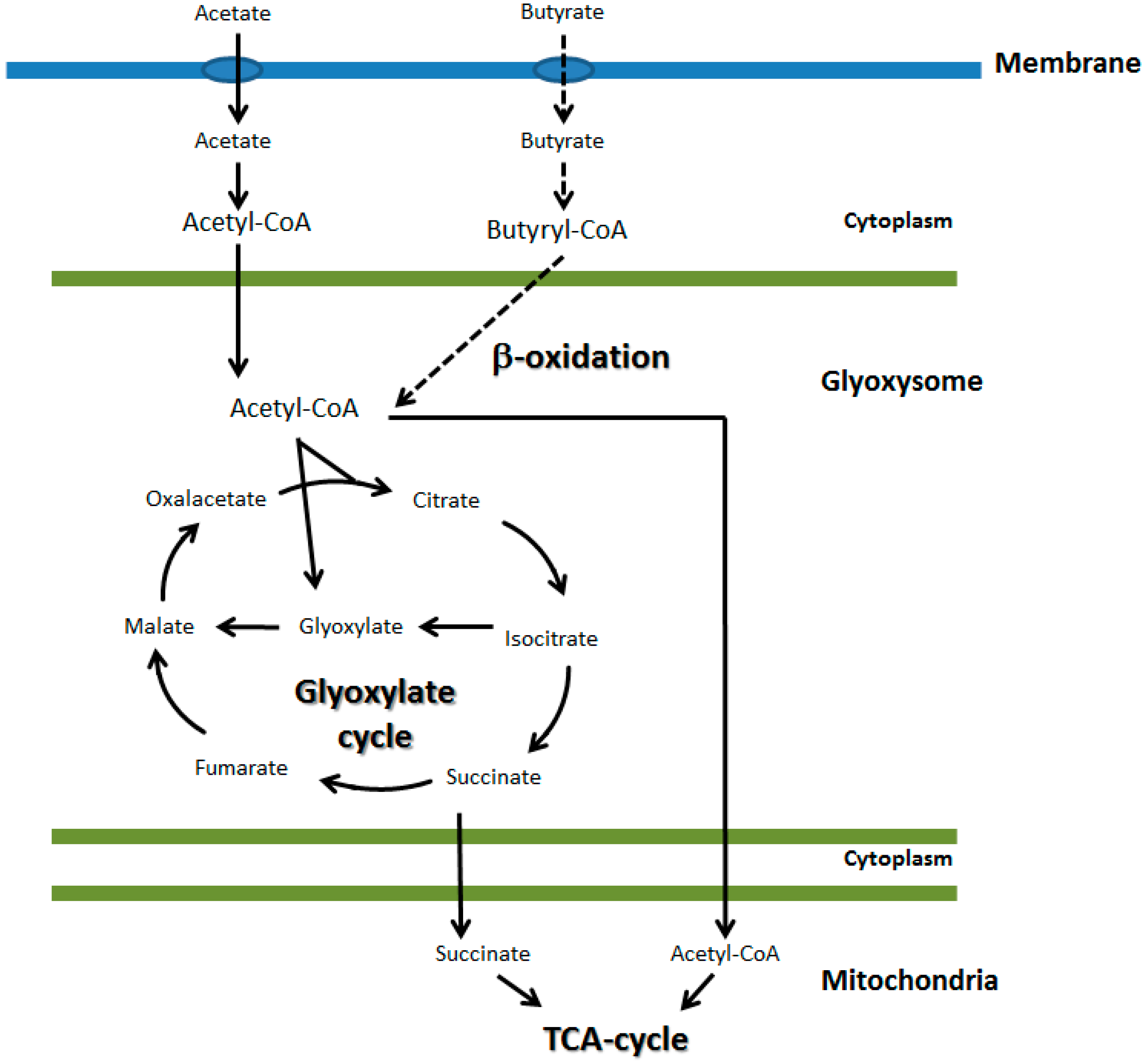 Fermentation Free FullText Utilization of Volatile Fatty Acids