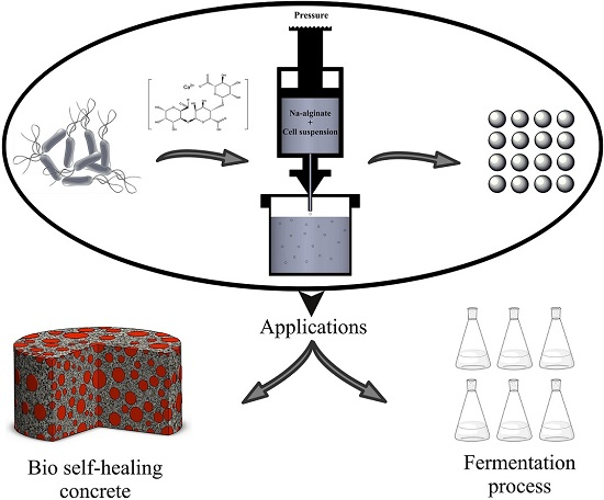 Fermentation Free Full Text The Effect Of Cell Immobilization By Calcium Alginate On Bacterially Induced Calcium Carbonate Precipitation