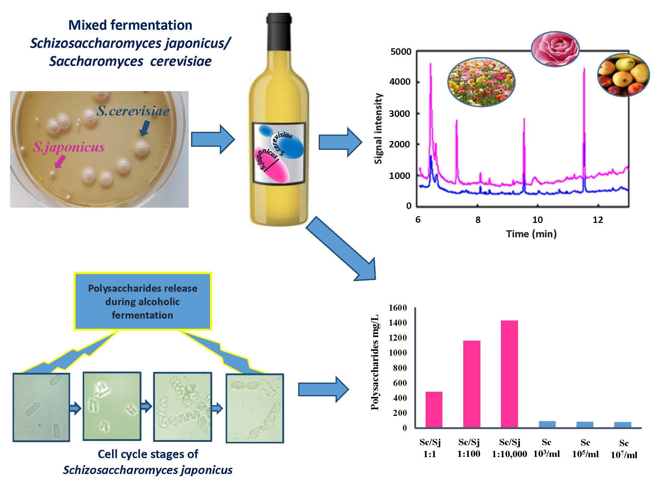 Fermentation Free FullText Schizosaccharomyces japonicus A