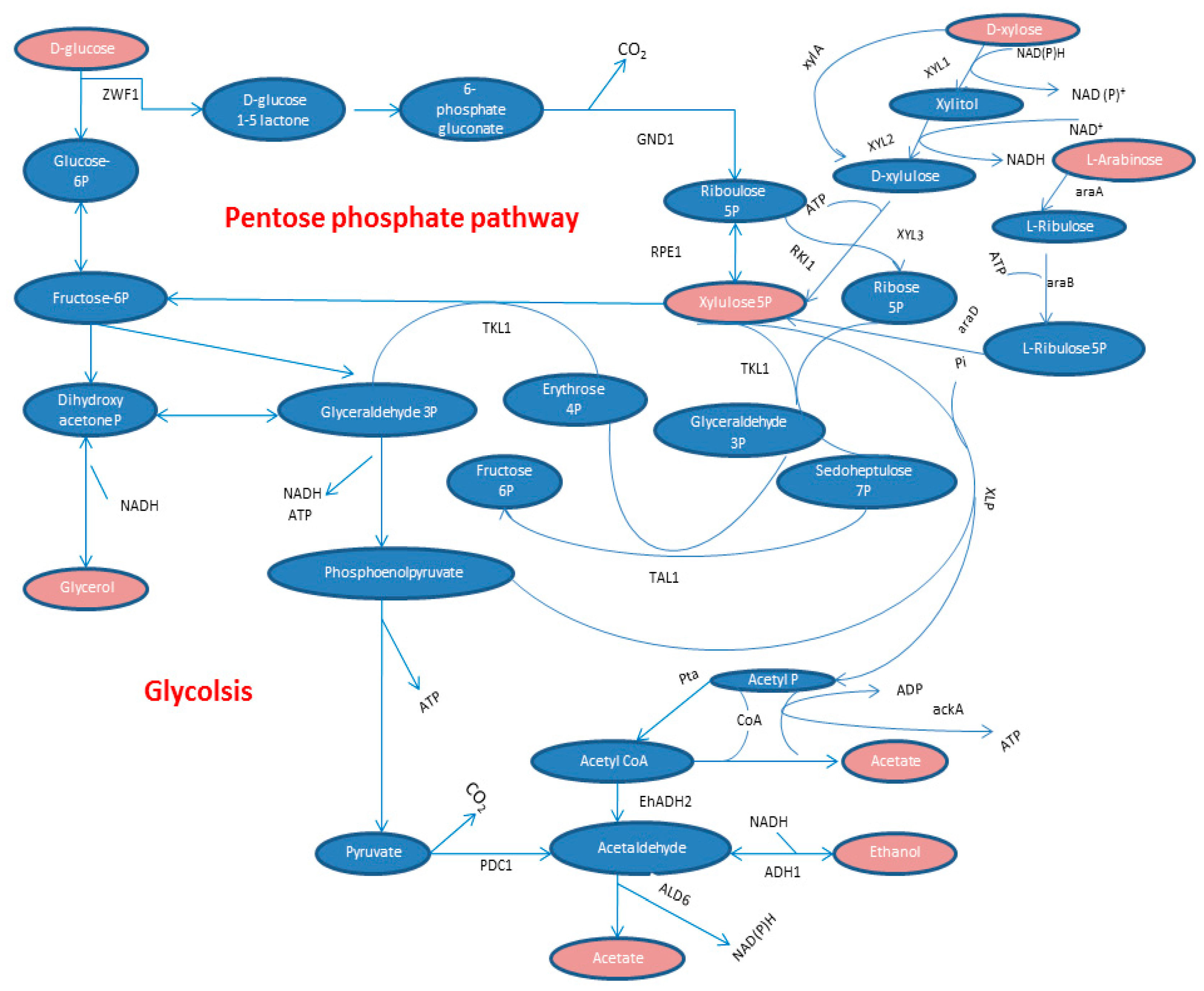 Fermentation 04 00016 g003 Fermentation 04 00016 g003