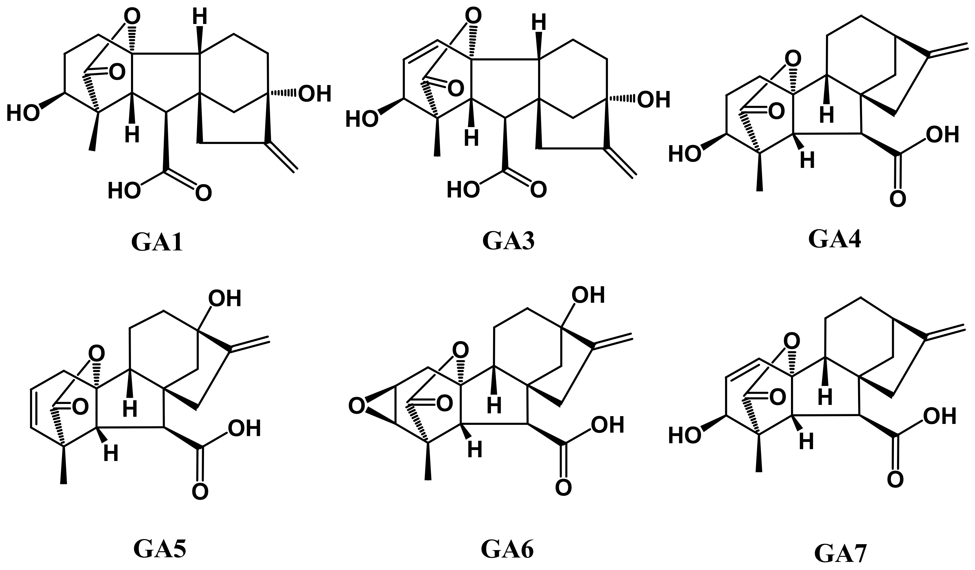 strong Figure 4/strong br/ p Structures of gibberellic acid (GA)./p.