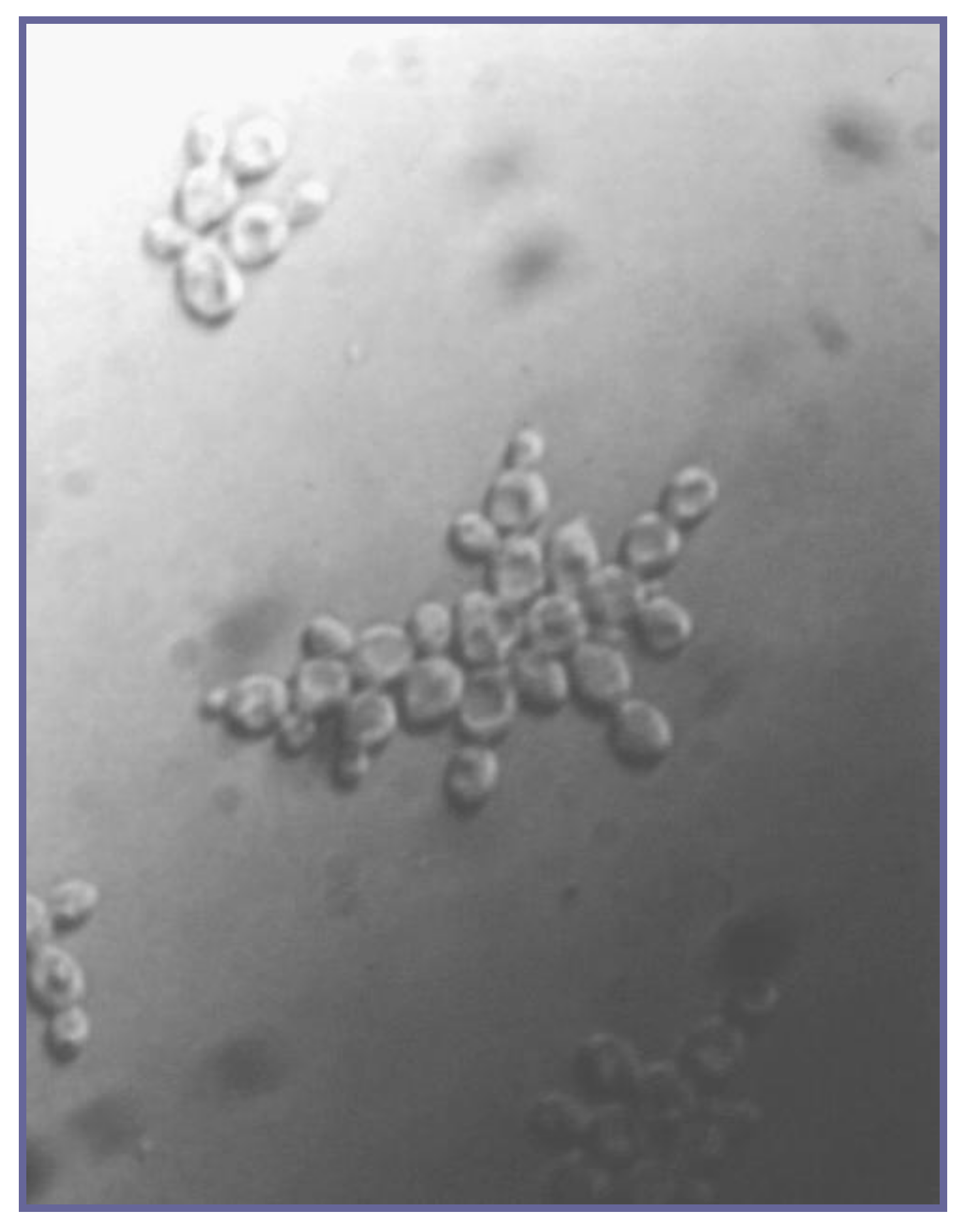 Fermentation 04 00028 g012 Fermentation 04 00028 g012