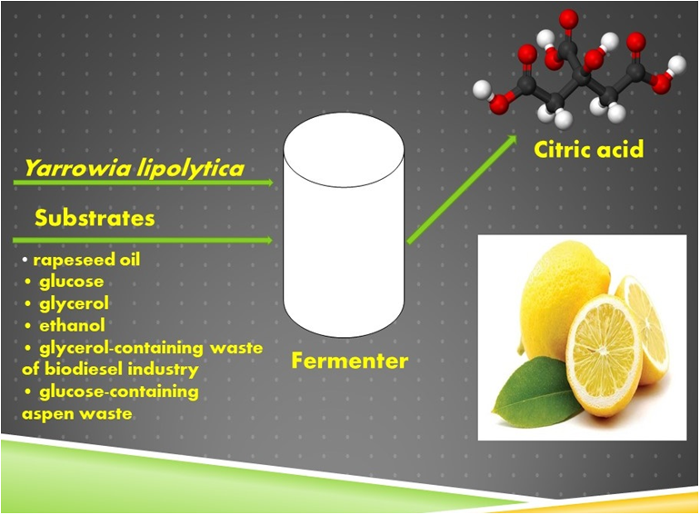 Fermentation - Fermentation 04 00036 Ag