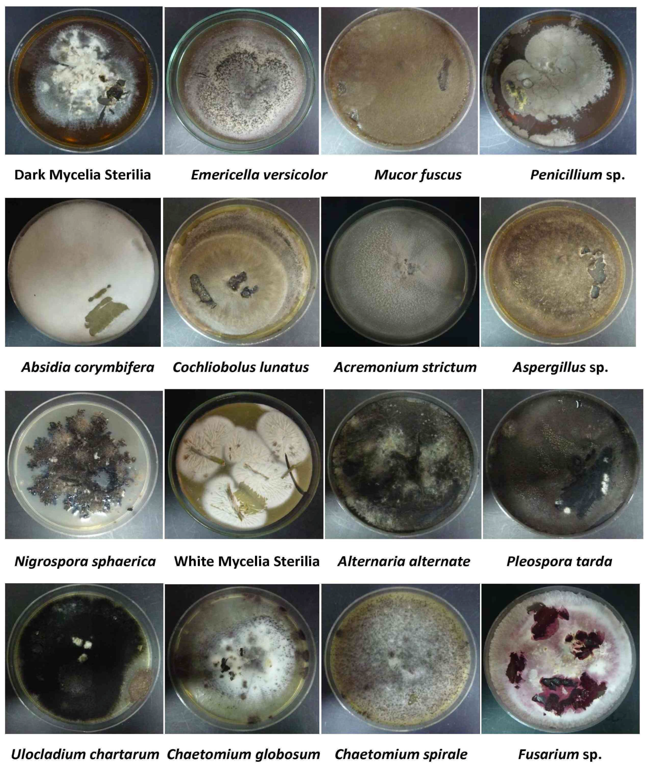 Fermentation 04 00049 g002