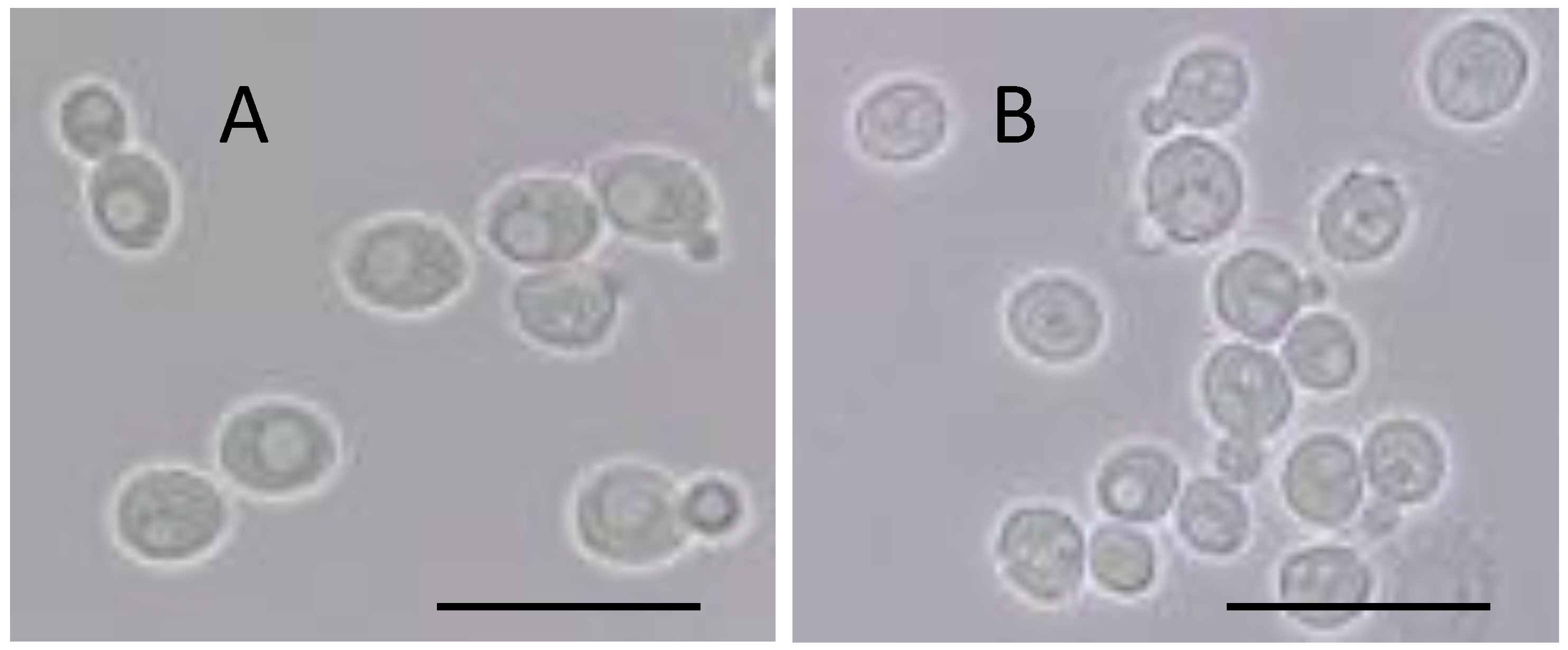Fermentation 04 00053 g001
