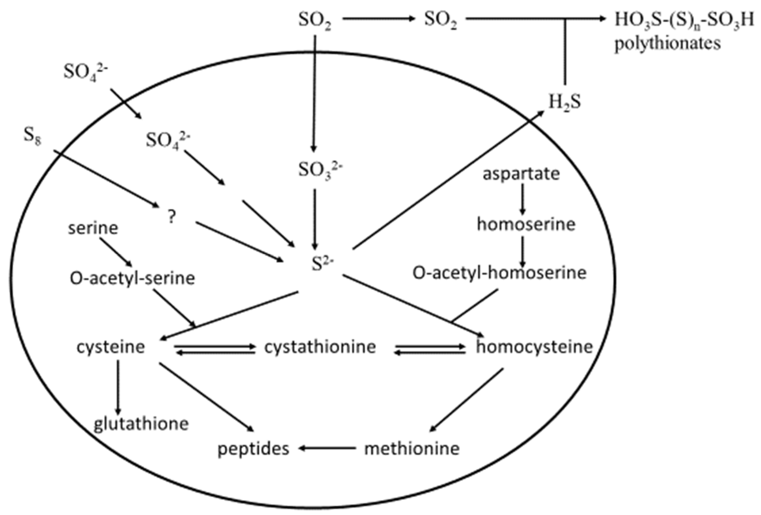 Fermentation 04 00062 g002 Fermentation 04 00062 g002