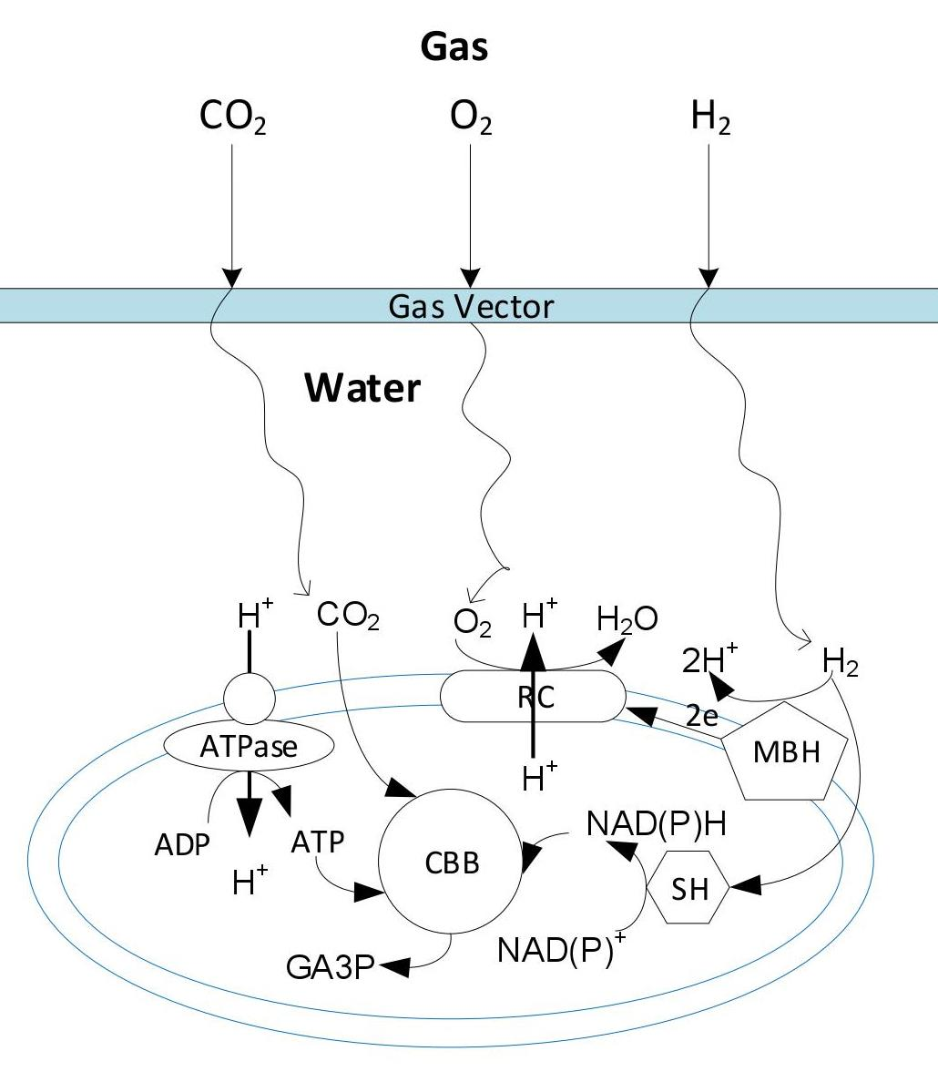Fermentation Free FullText Gas Fermentation Enhancement for Chemolithotrophic Growth of