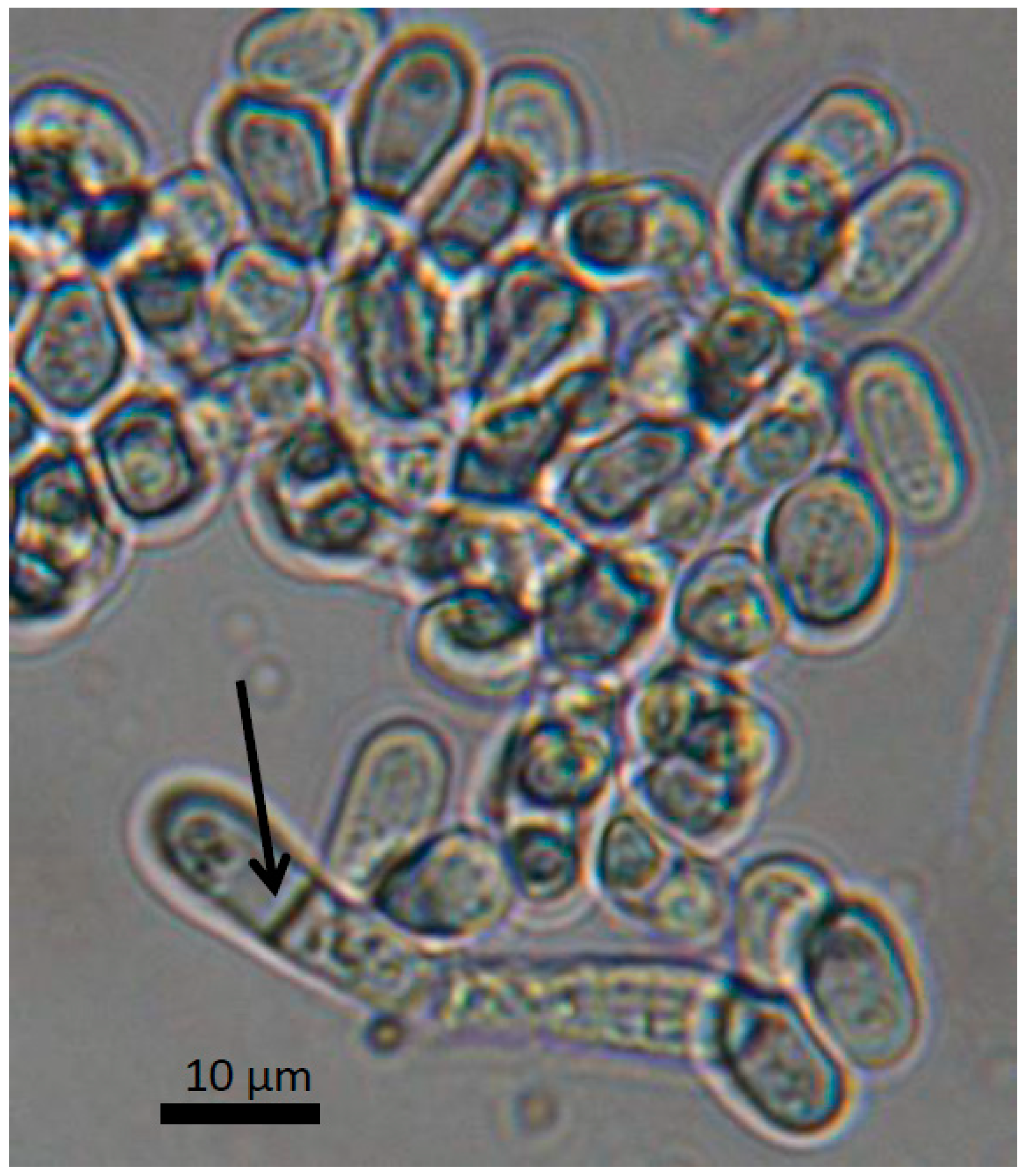 Fermentation 04 00070 g001 550