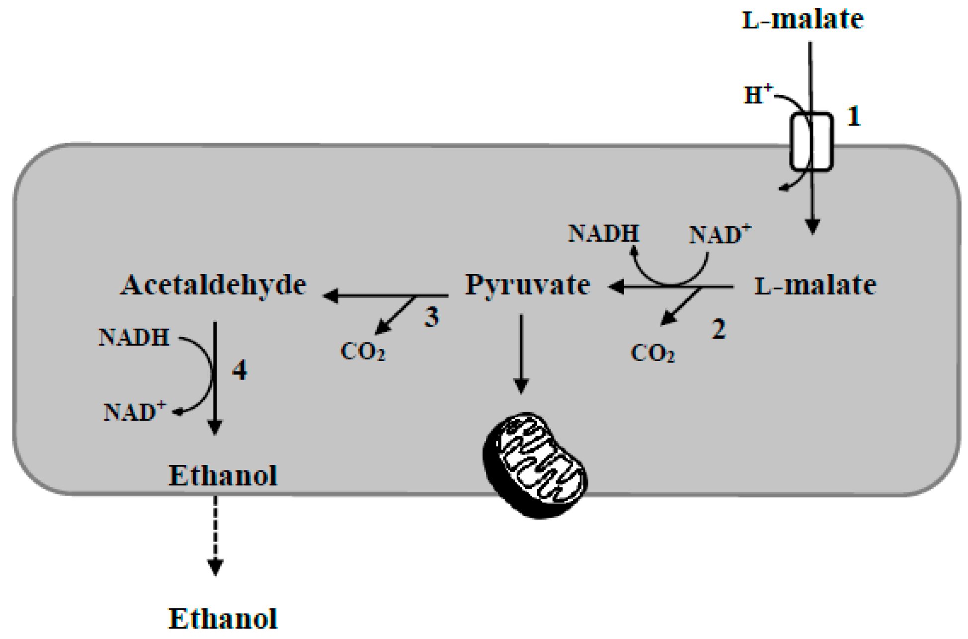Fermentation 04 00070 g002 550