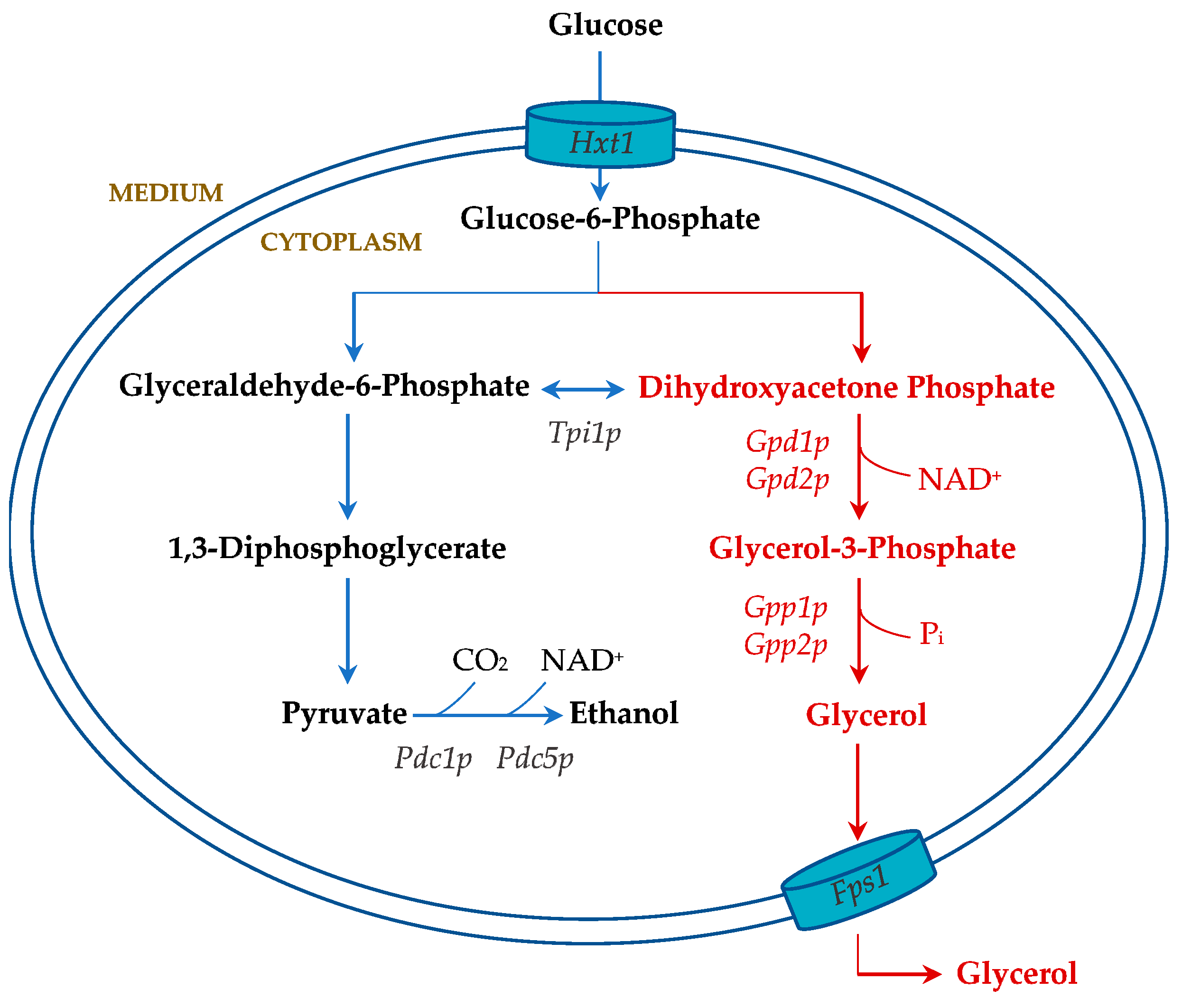 Fermentation 04 00074 g002