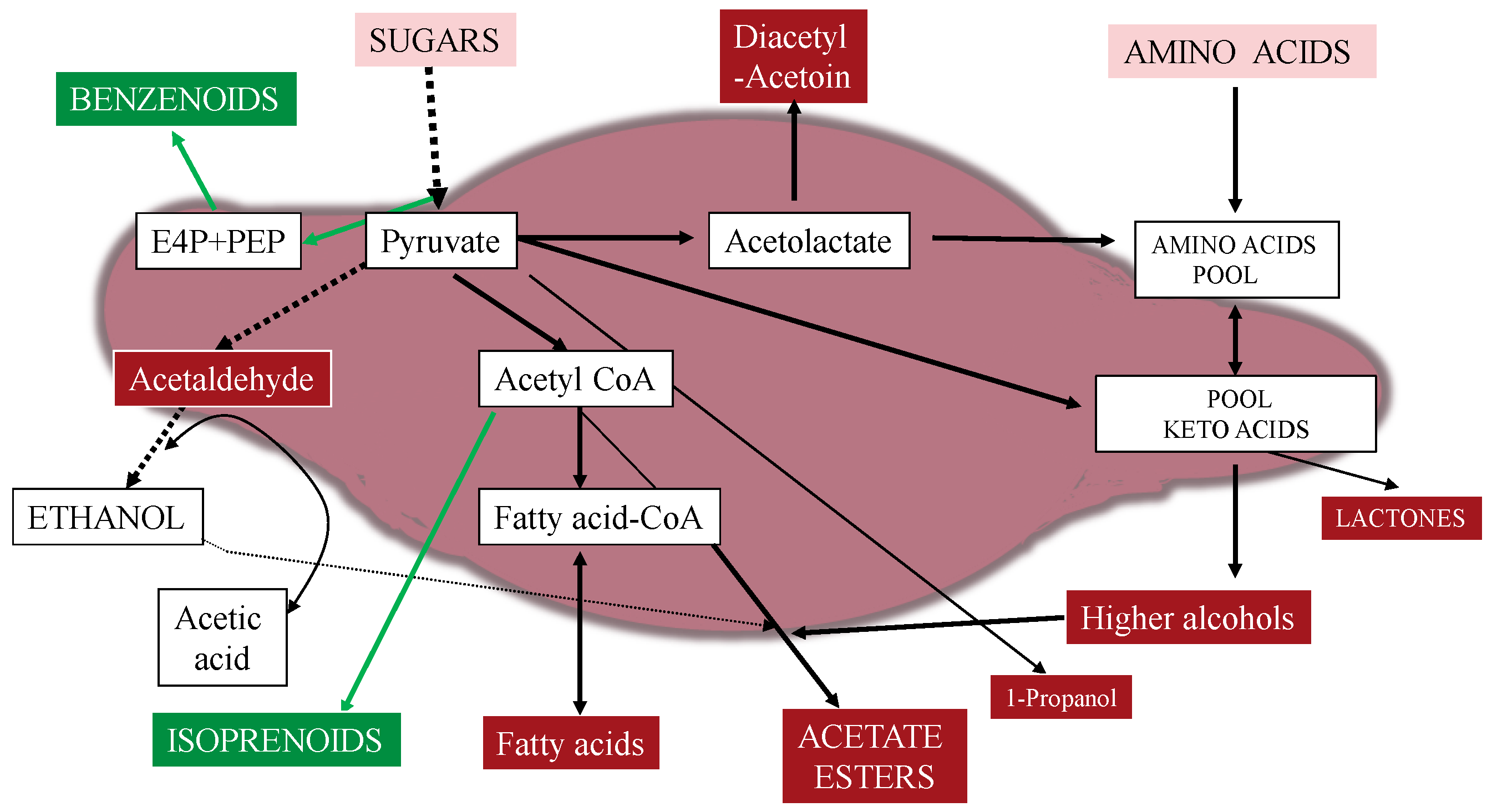 Fermentation 04 00076 g004 Fermentation 04 00076 g004